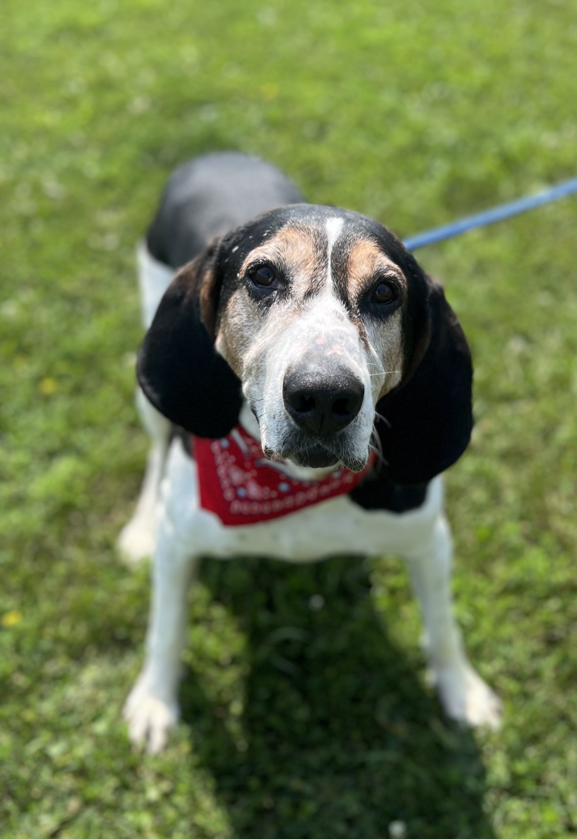 Eeyore, a Adoptable Coonhound in Sault Sainte Marie, MI image 4/5