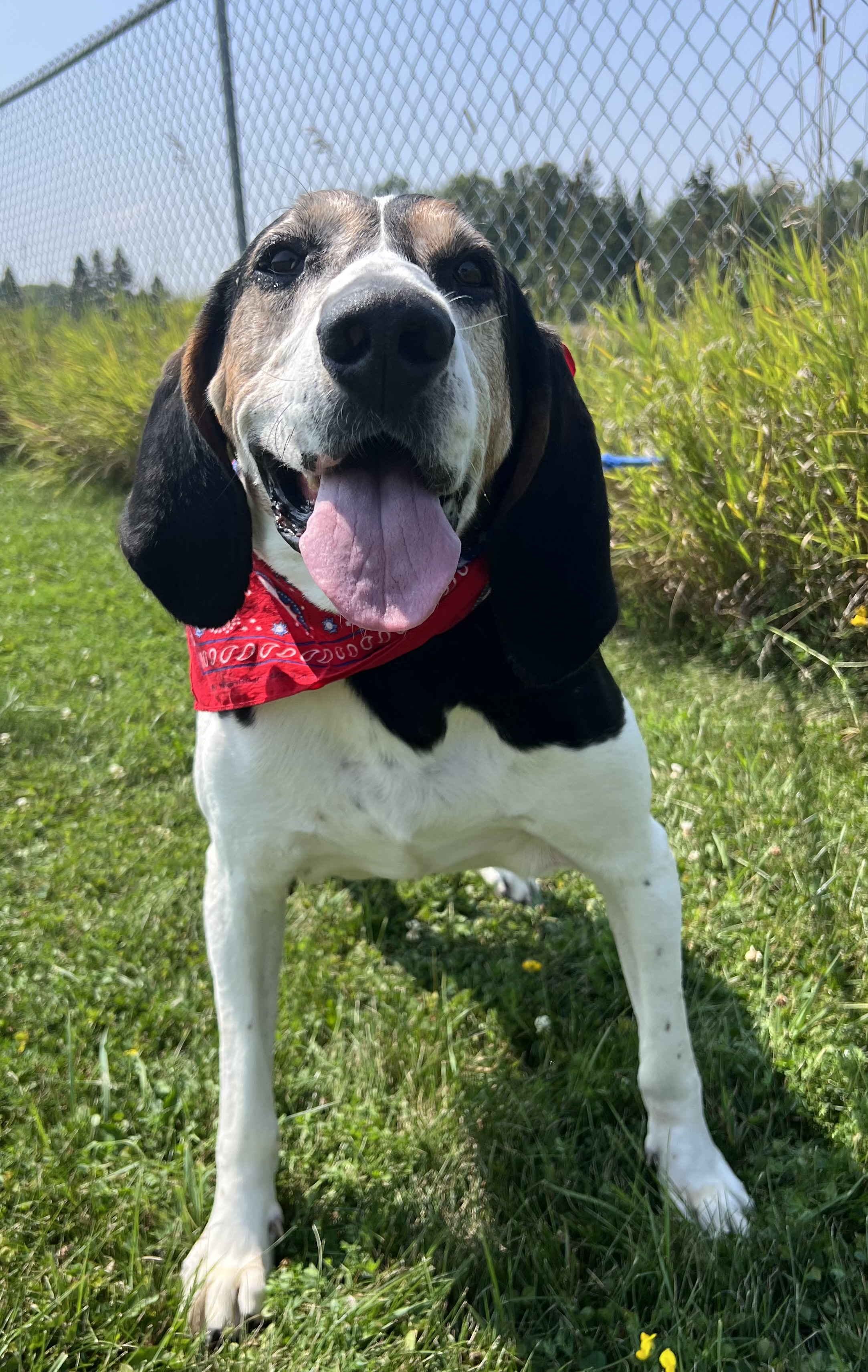 Eeyore, a Adoptable Coonhound in Sault Sainte Marie, MI image 5/5