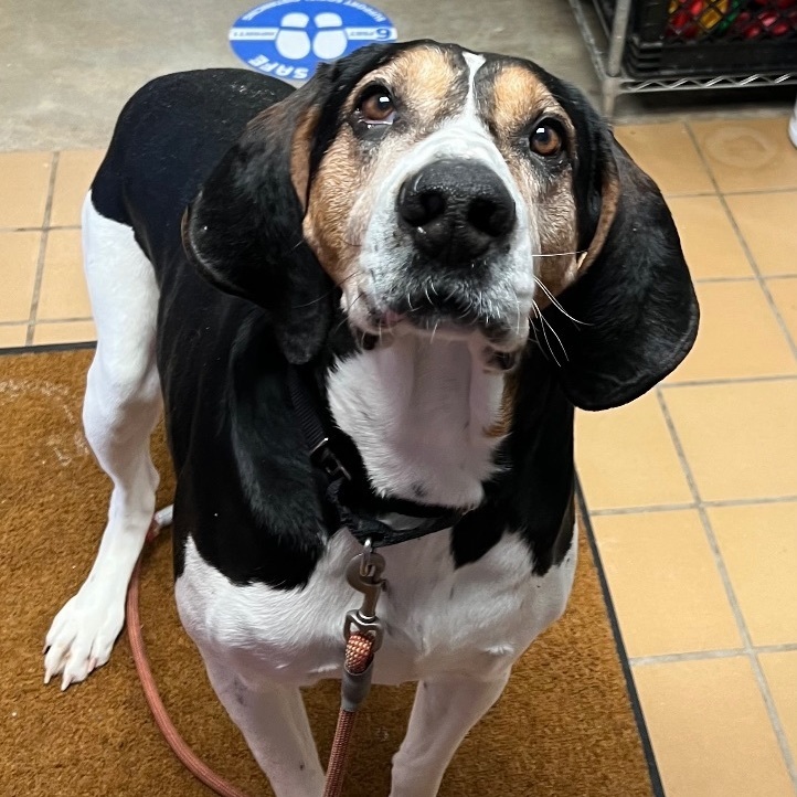 Eeyore, a Adoptable Coonhound in Sault Sainte Marie, MI image 3/5