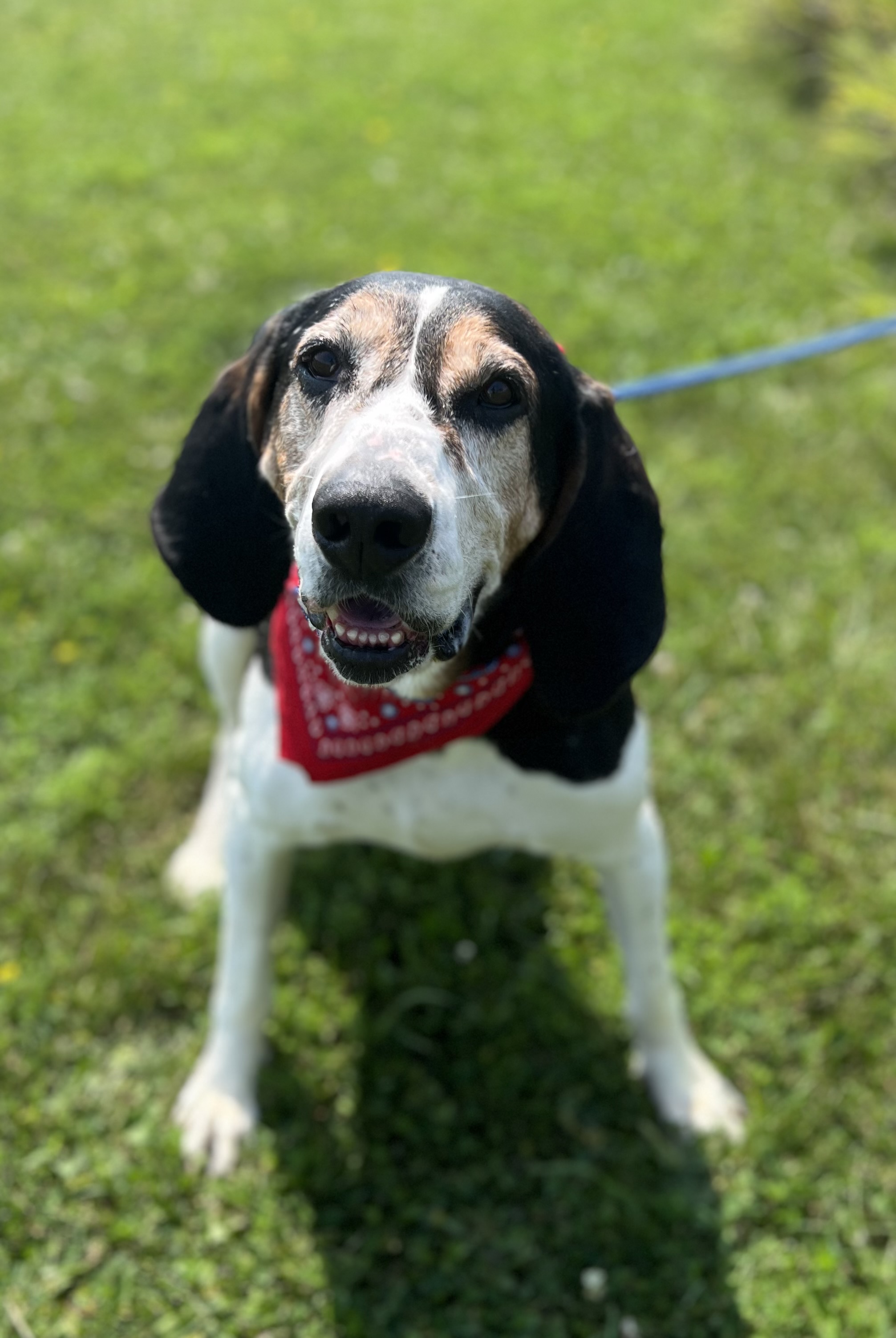 Eeyore, Adoptable, Senior Male Coonhound.