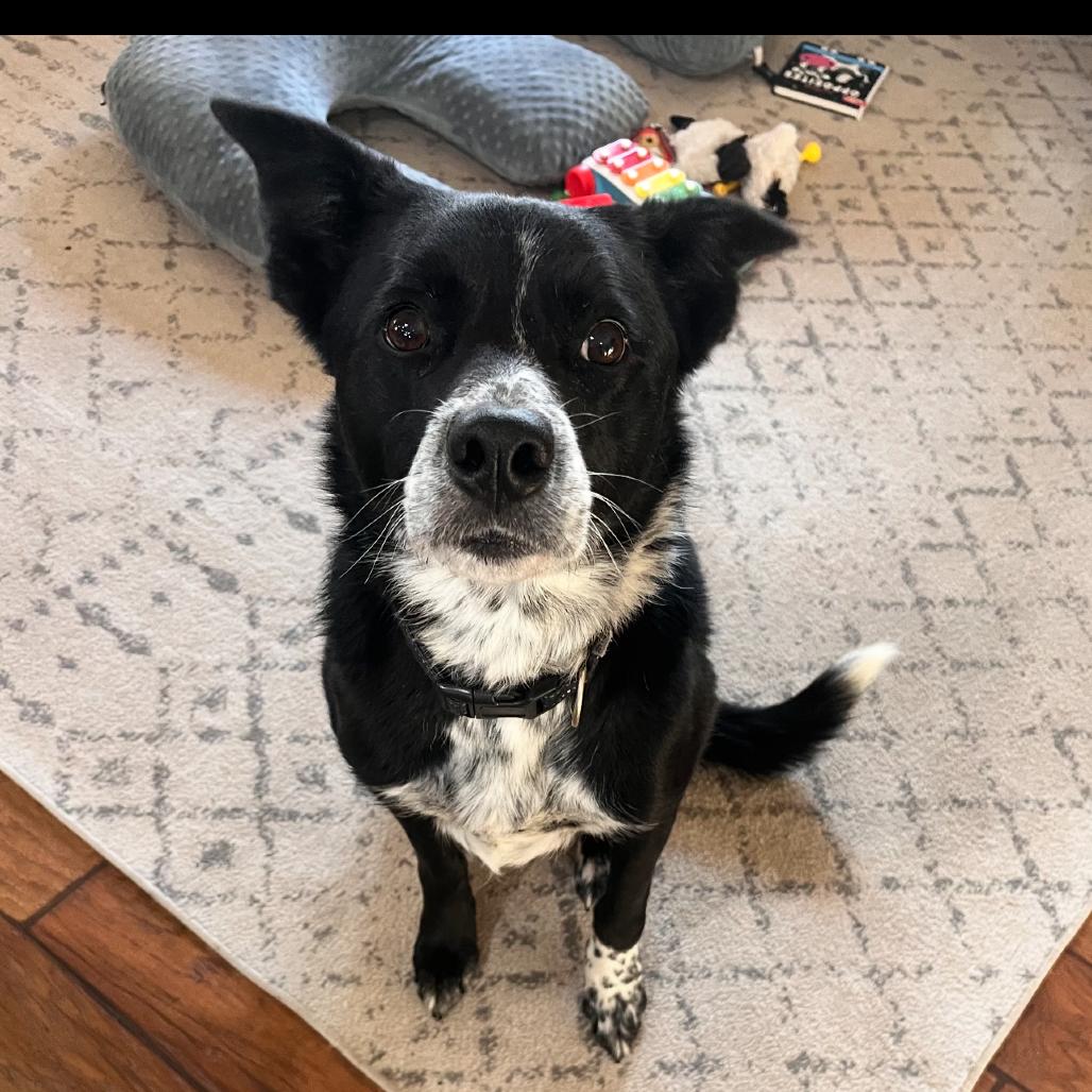 Enlarge Mac, a Adoptable Border Collie in Farmersville, OH image 1/4