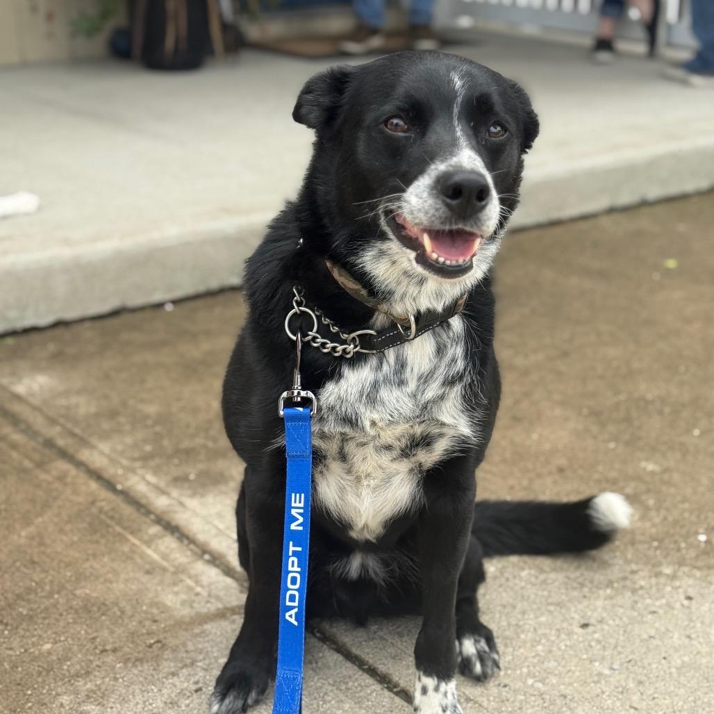 Enlarge Mac, a Adoptable Border Collie in Farmersville, OH image 2/4