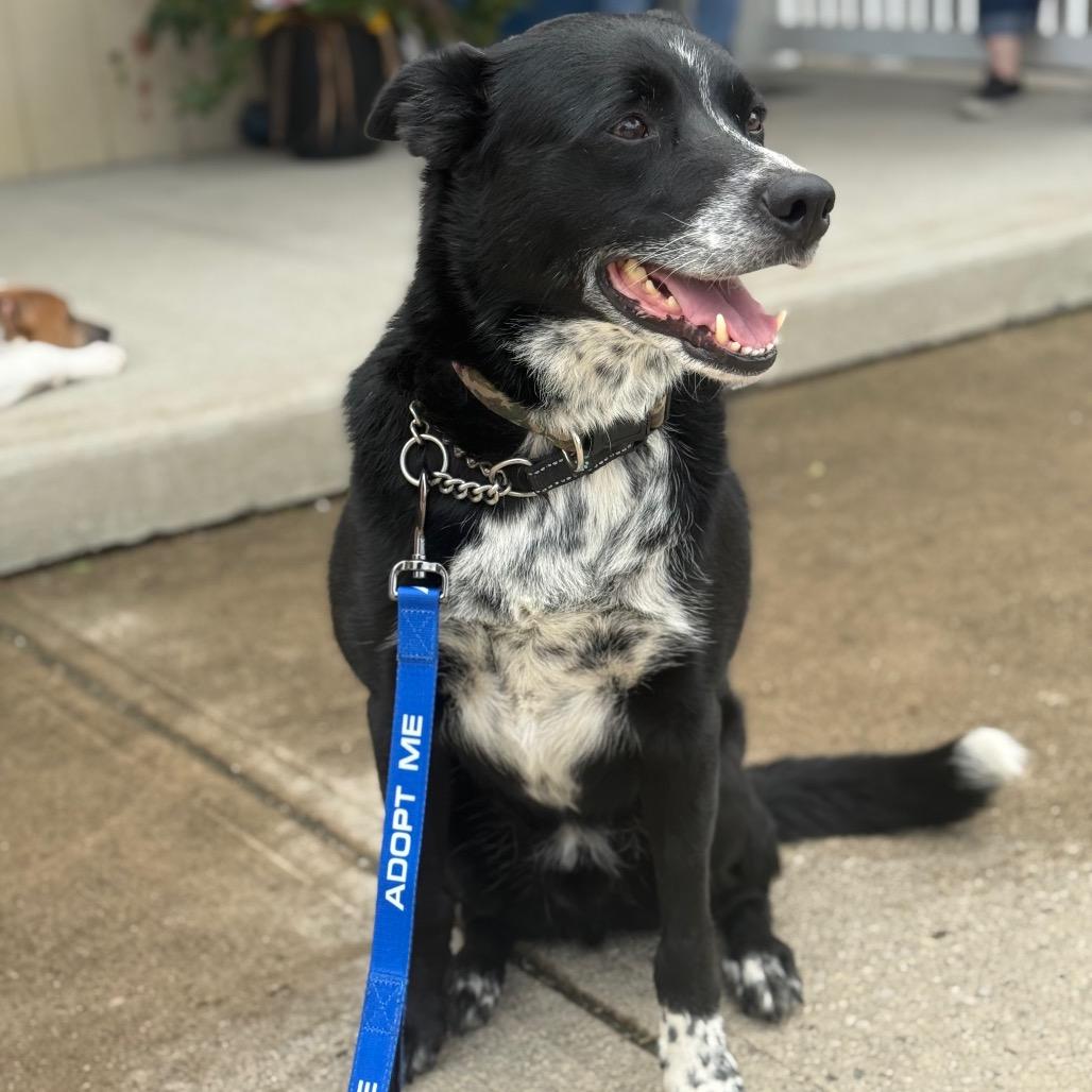 Enlarge Mac, a Adoptable Border Collie in Farmersville, OH image 3/4