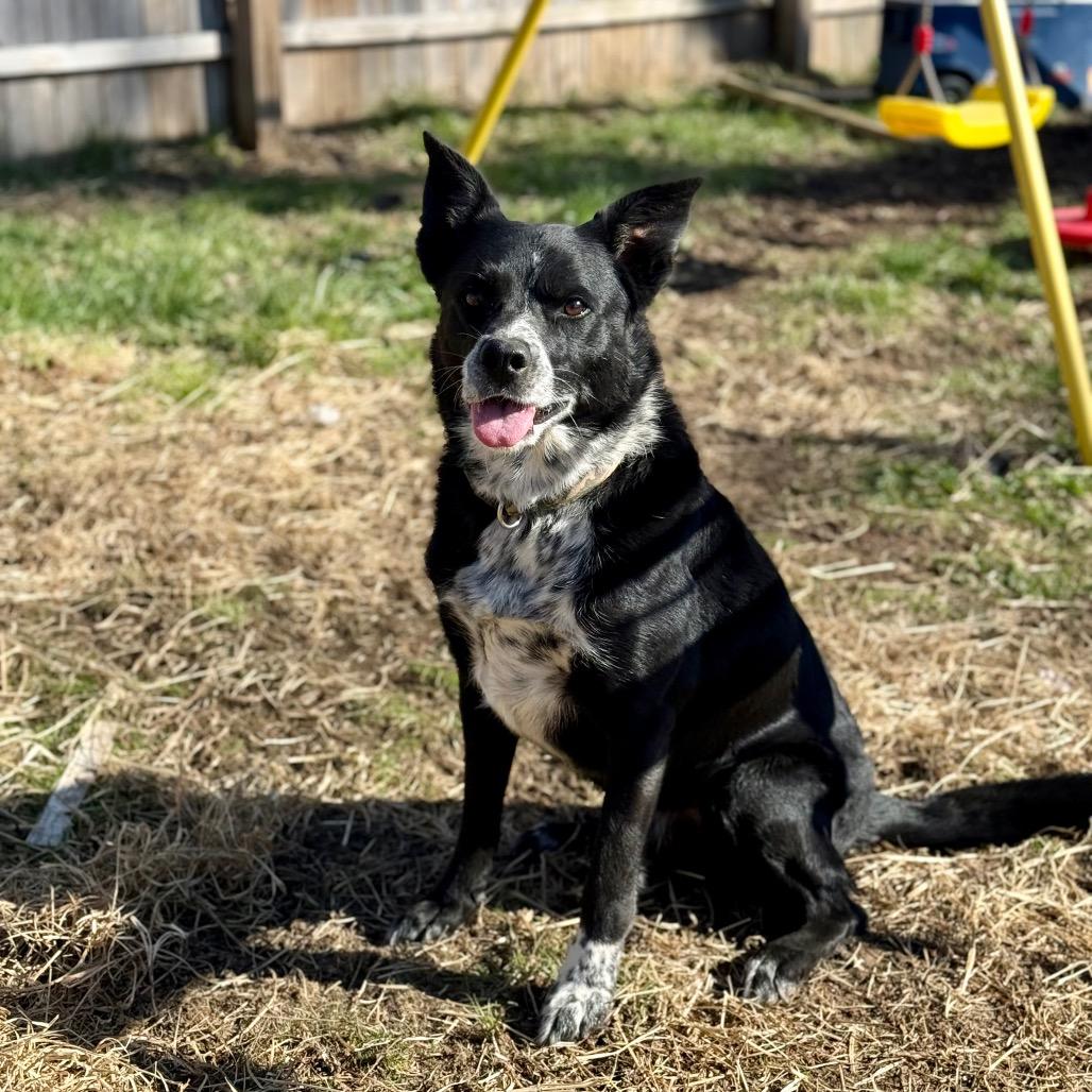 Enlarge Mac, a Adoptable Border Collie in Farmersville, OH image 4/4