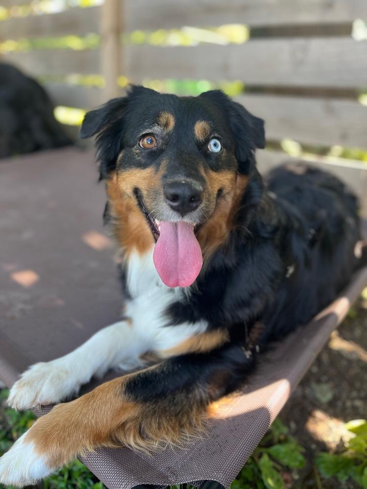 1167 Cordelia, a Adoptable Australian Shepherd in Ringwood, IL image 1/5