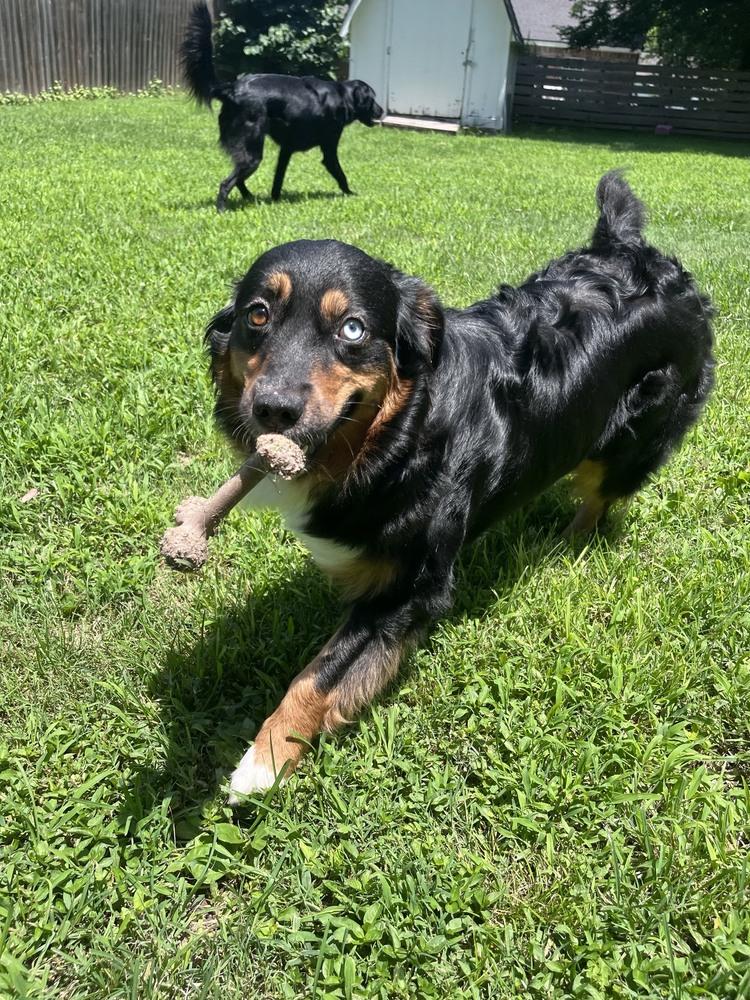 1167 Cordelia, a Adoptable Australian Shepherd in Ringwood, IL image 2/5
