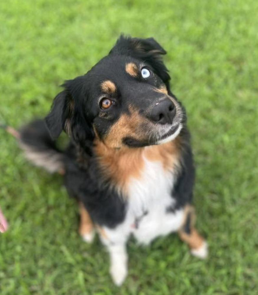 1167 Cordelia, a Adoptable Australian Shepherd in Ringwood, IL image 3/5