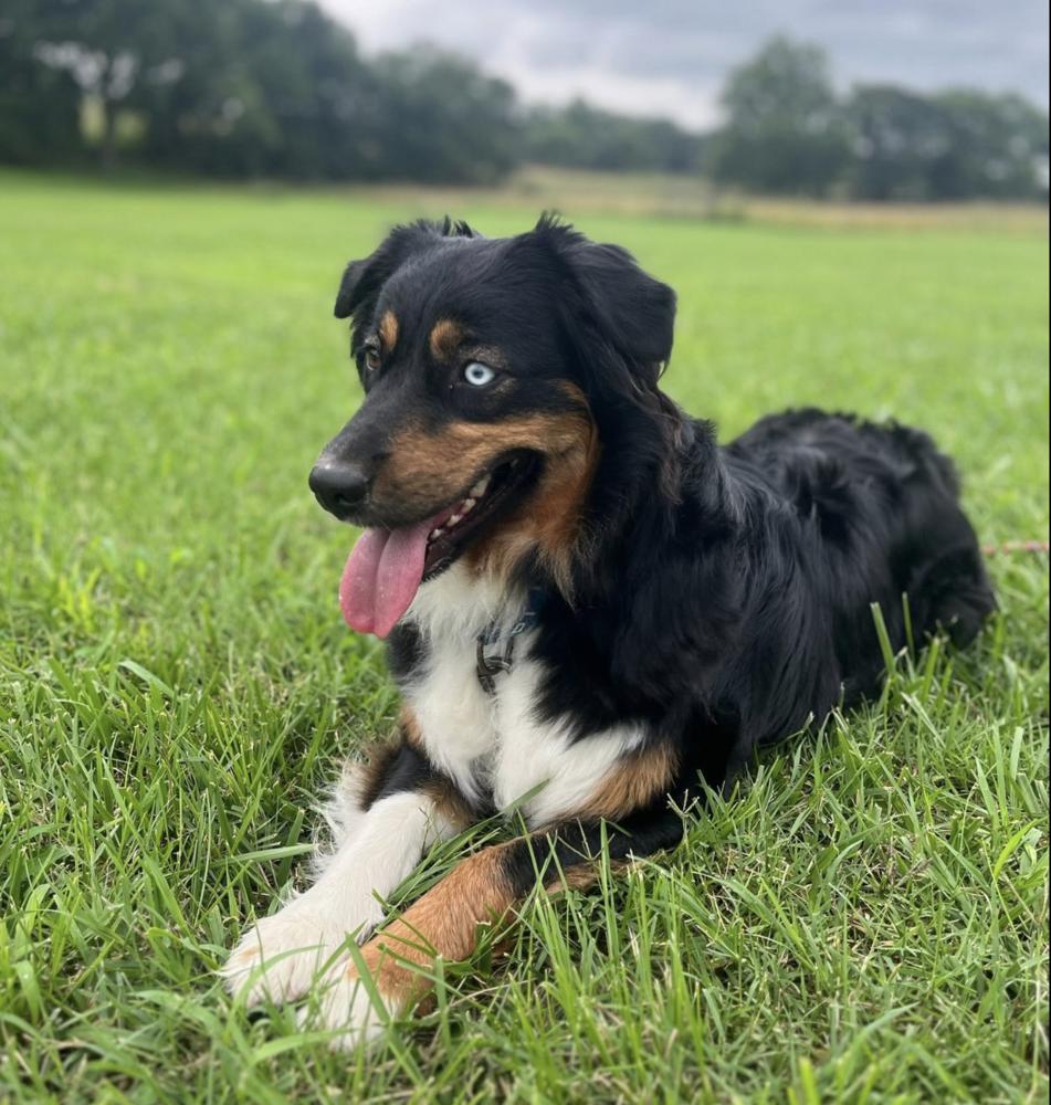 1167 Cordelia, a Adoptable Australian Shepherd in Ringwood, IL image 4/5