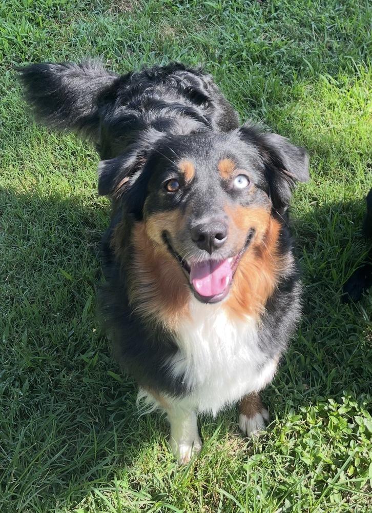 1167 Cordelia, a Adoptable Australian Shepherd in Centerton, AR image 2/6