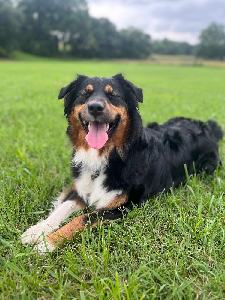 1167 Cordelia, a Adoptable Australian Shepherd in Ringwood, IL image 5/5