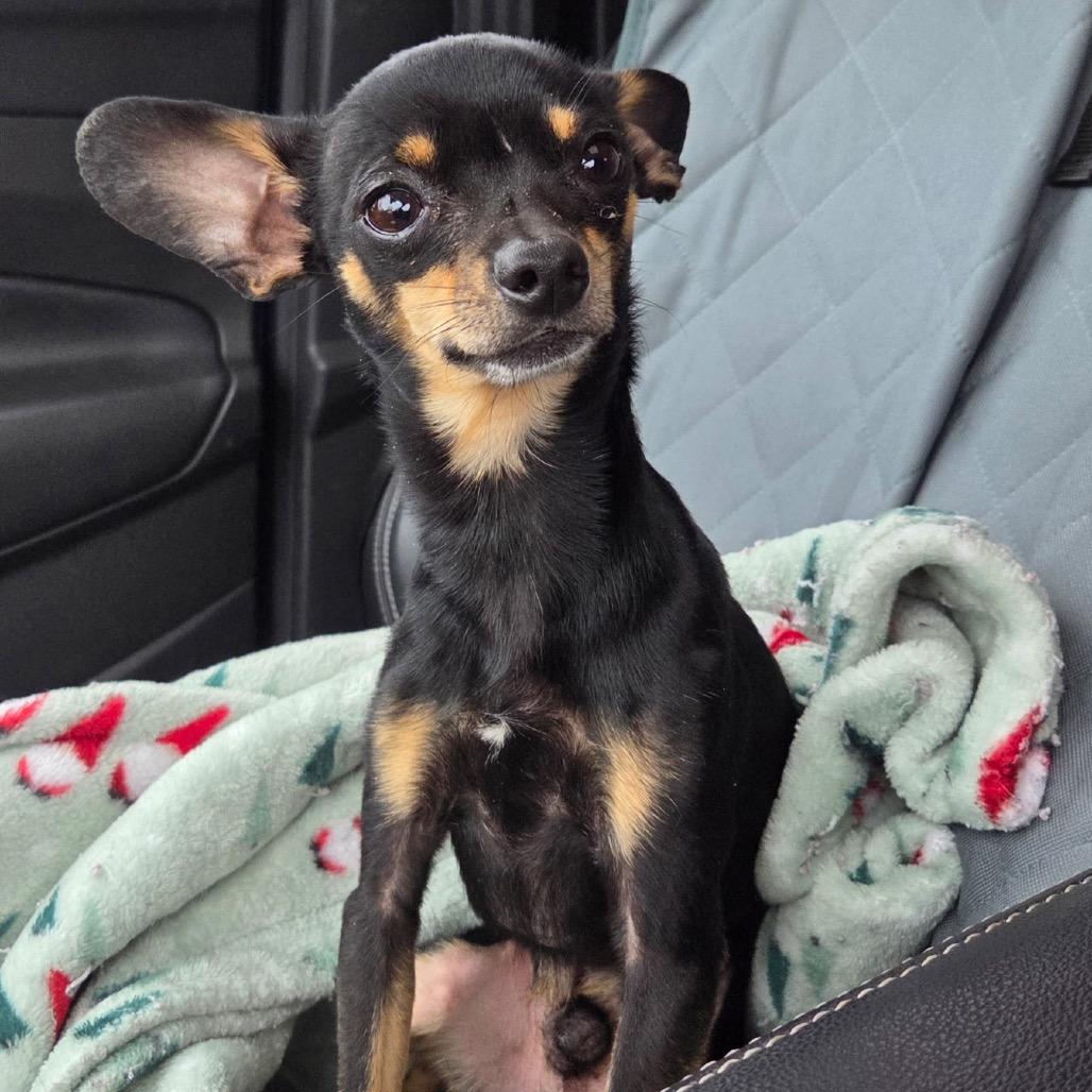 Enlarge Chip, a Adoptable mixed breed in Louisville, KY image 1/3