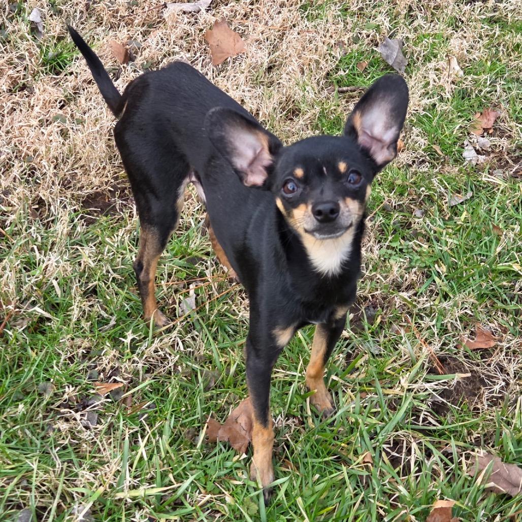 Enlarge Chip, a Adoptable mixed breed in Louisville, KY image 2/3