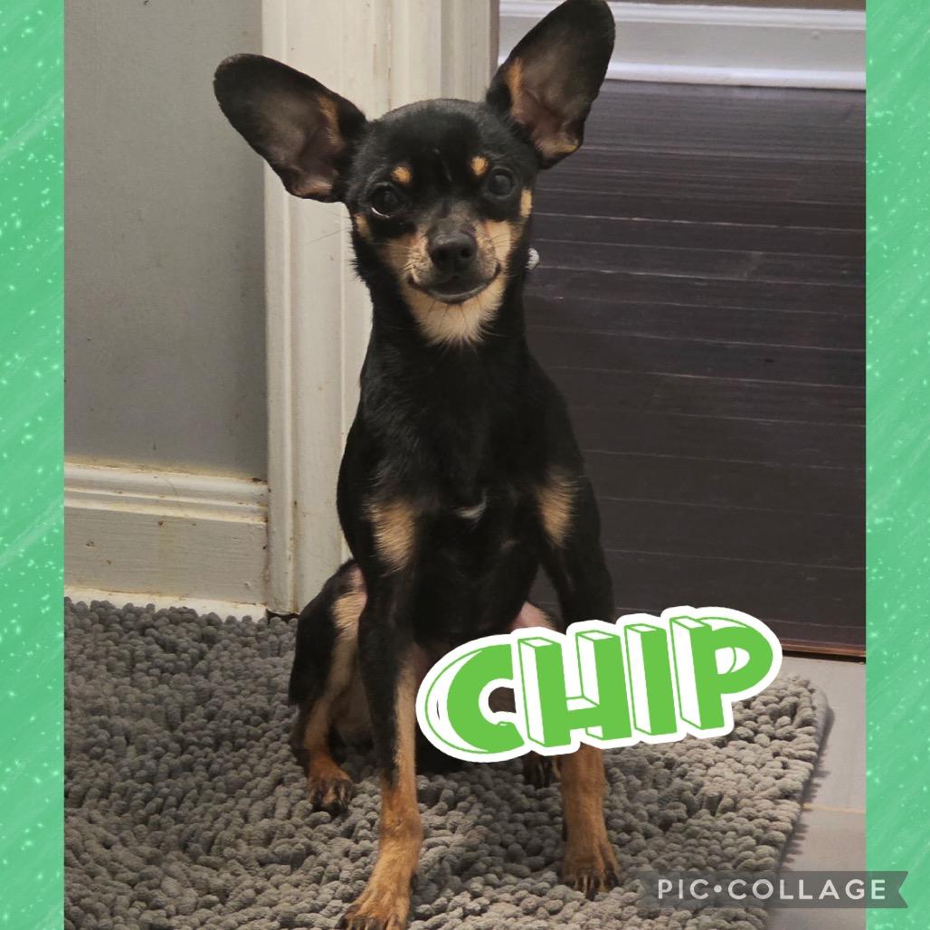 Enlarge Chip, a Adoptable mixed breed in Louisville, KY image 3/3