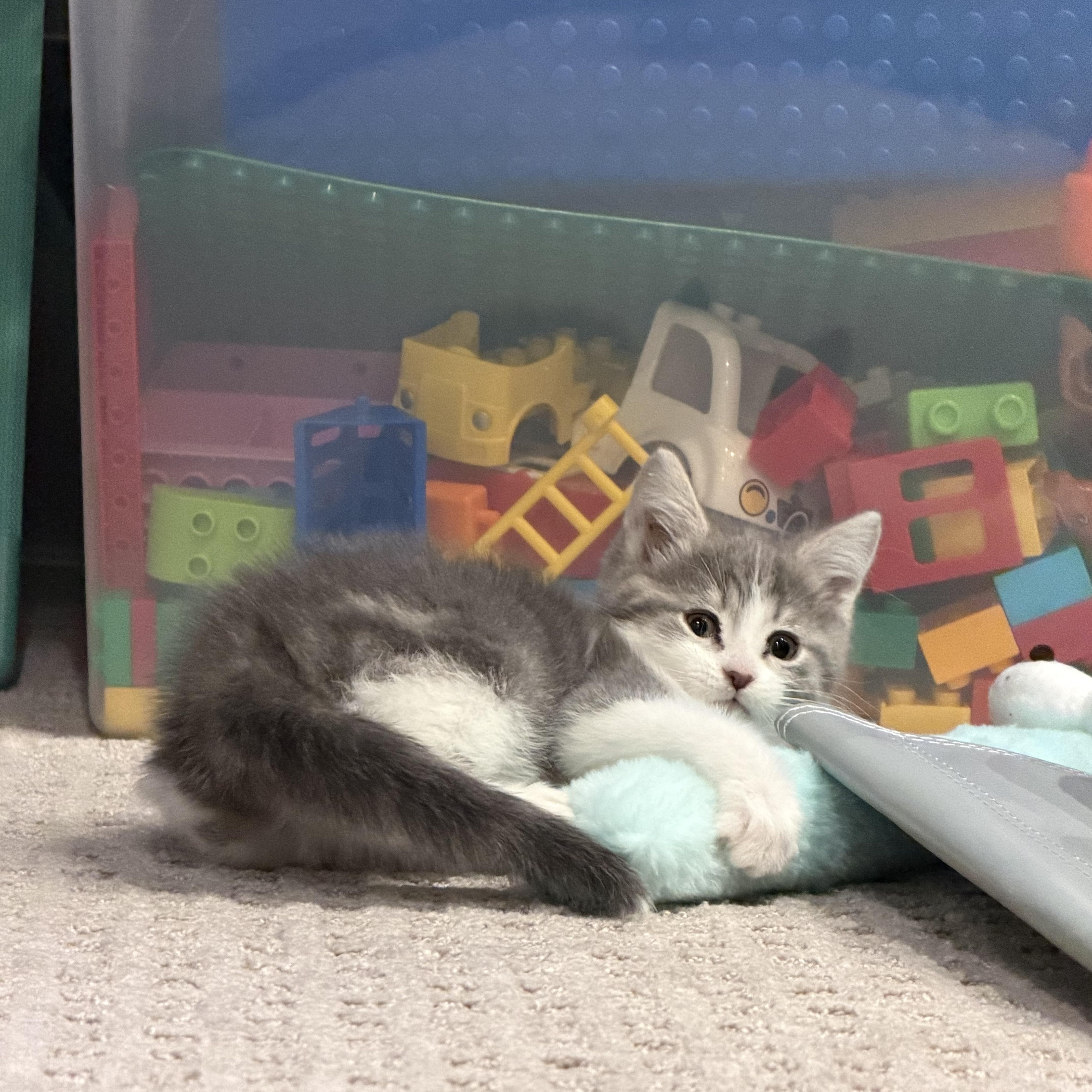 Enlarge Charm, an adopted Domestic Short Hair in Evanston, IL image 3/3