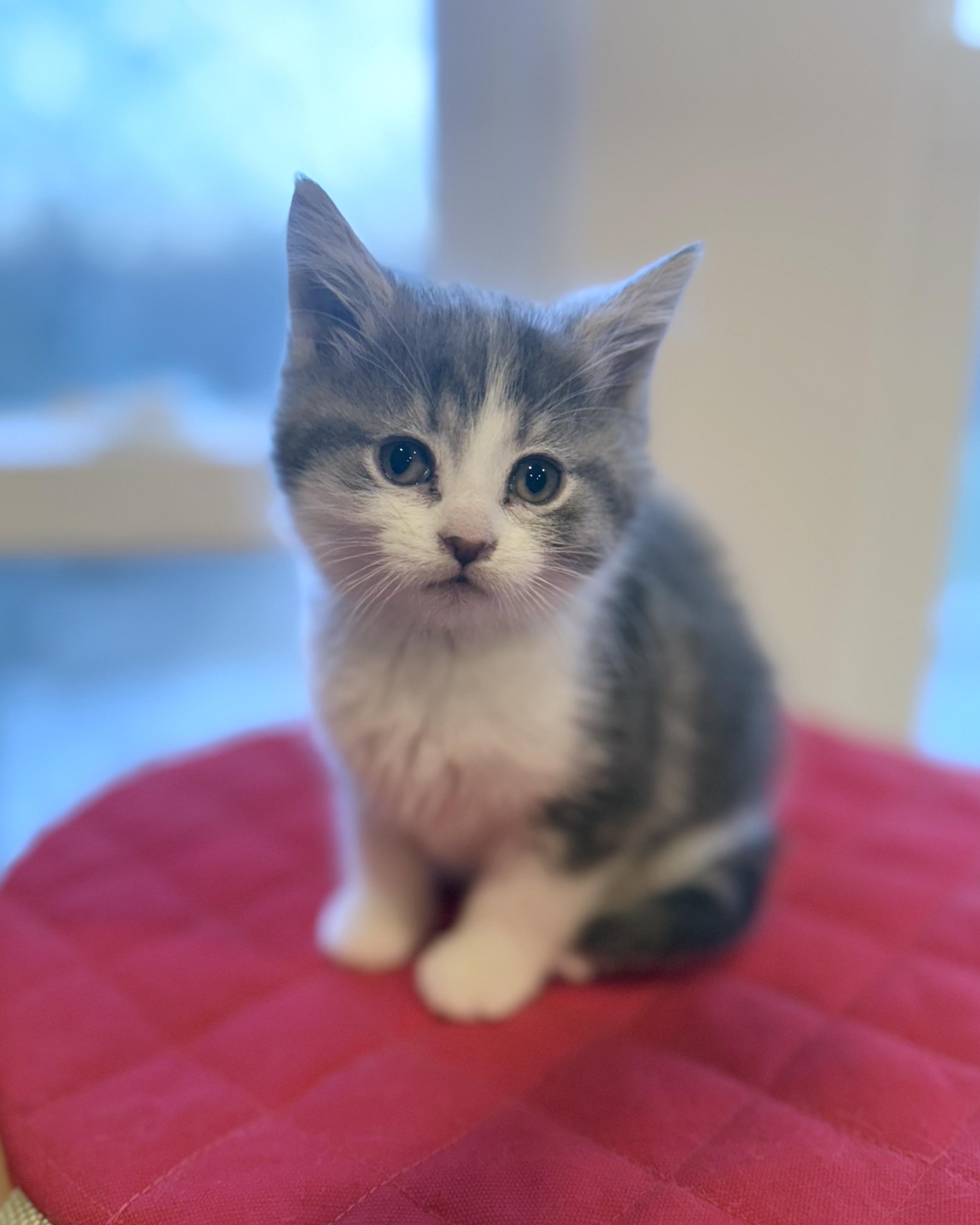 Enlarge Charm, an adopted Domestic Short Hair in Evanston, IL image 1/3