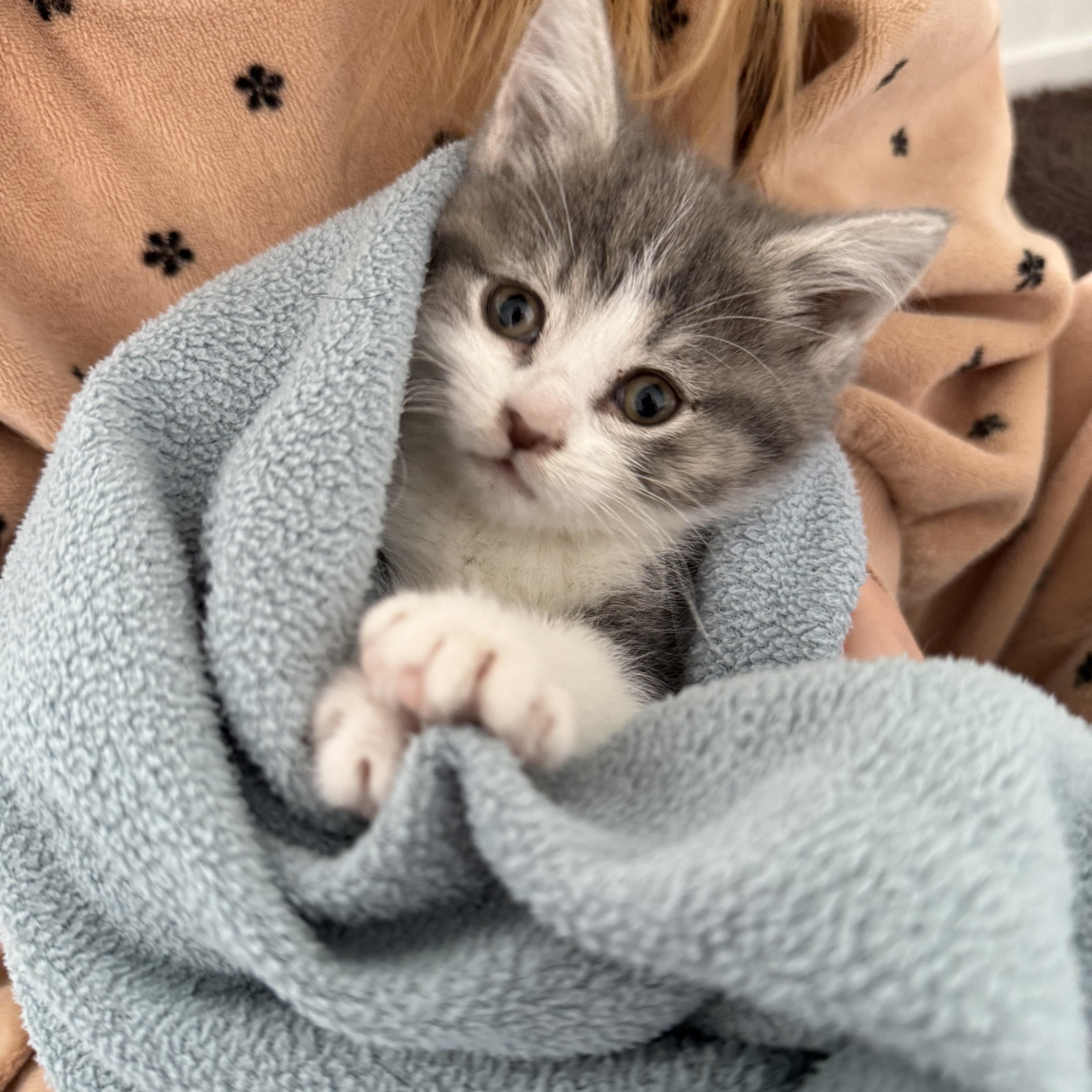 Enlarge Charm, an adopted Domestic Short Hair in Evanston, IL image 2/3