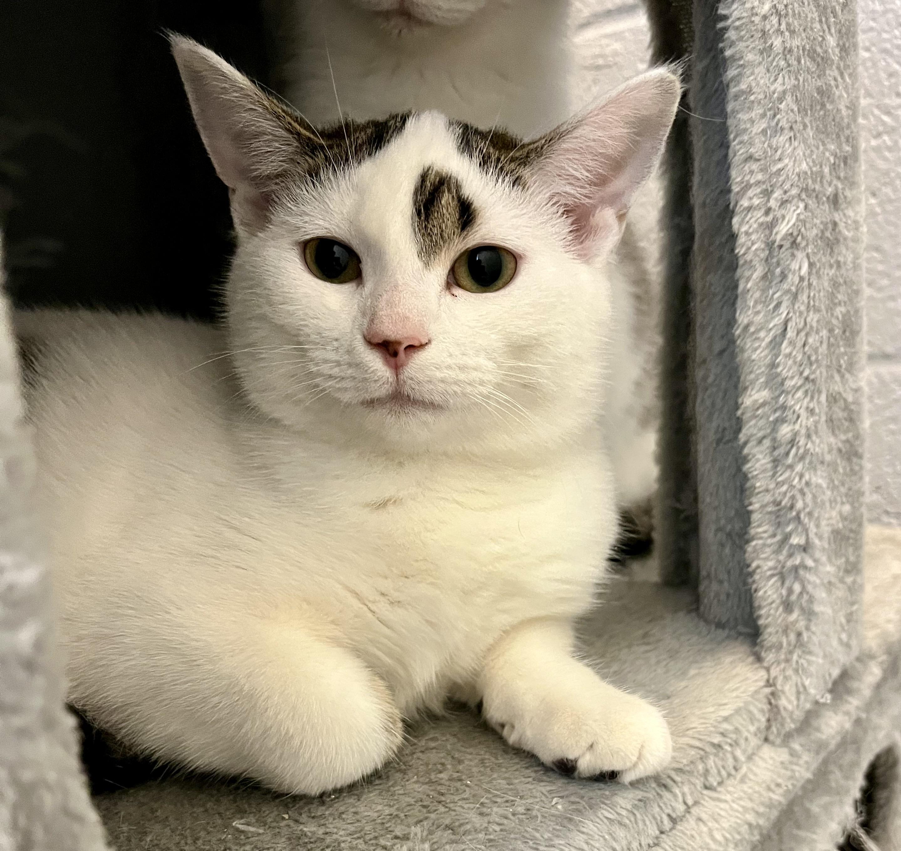 Lemonade, Adoptable, Kitten Female Domestic Short Hair.