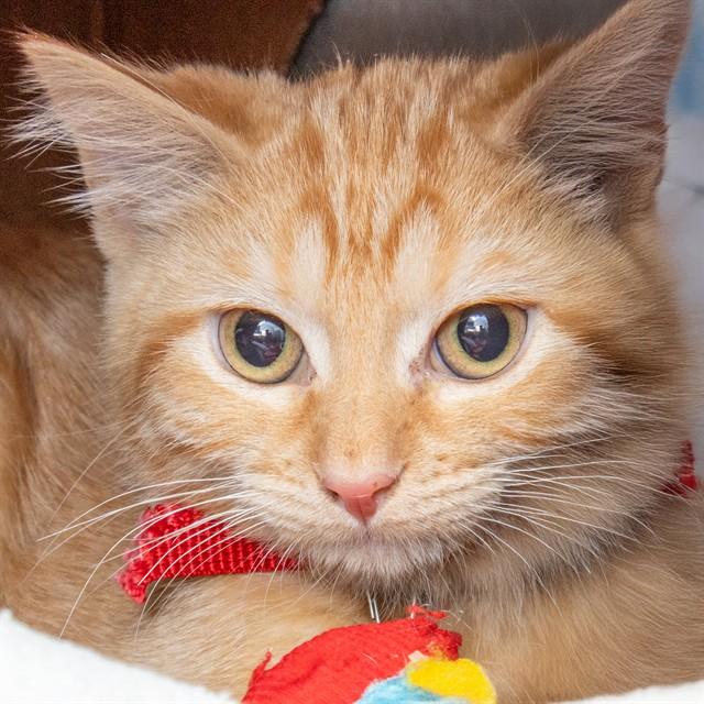 MAY, Adoptable, Kitten Female Domestic Short Hair.