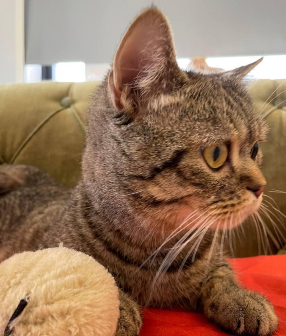 Enlarge Max, a Adoptable British Shorthair in Snow Hill, MD image 1/4