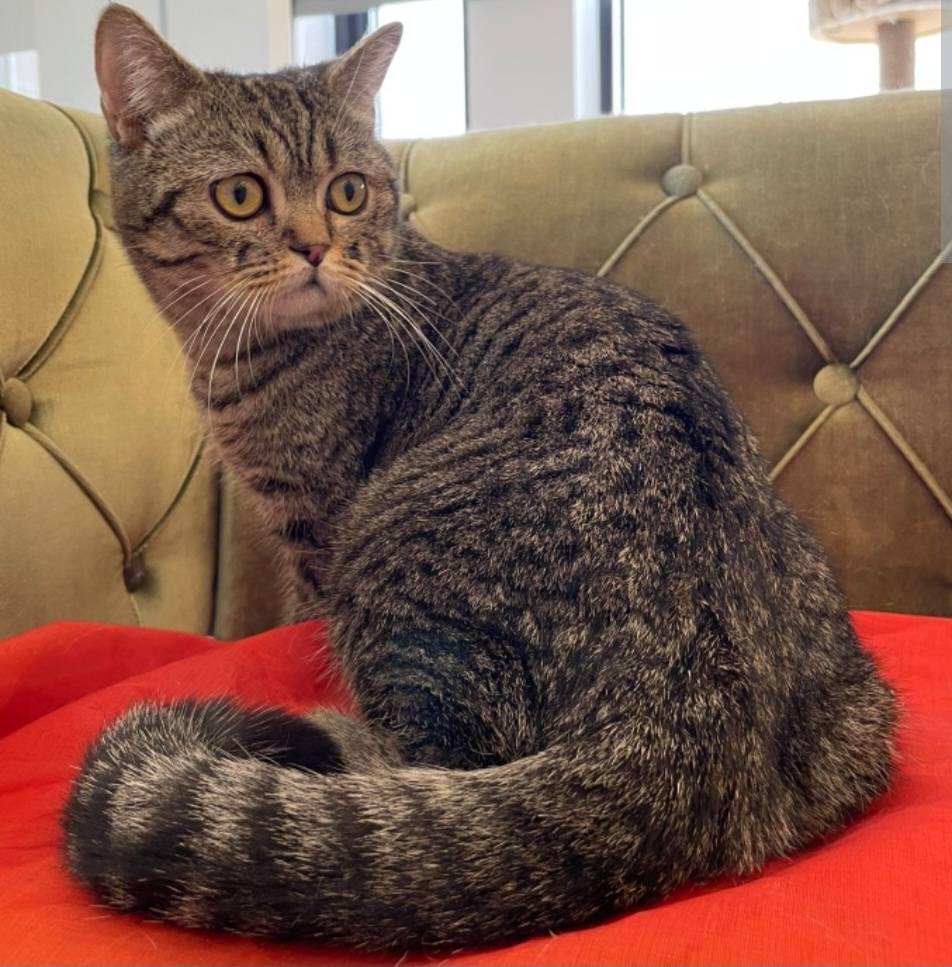 Enlarge Max, a Adoptable British Shorthair in Snow Hill, MD image 1/6