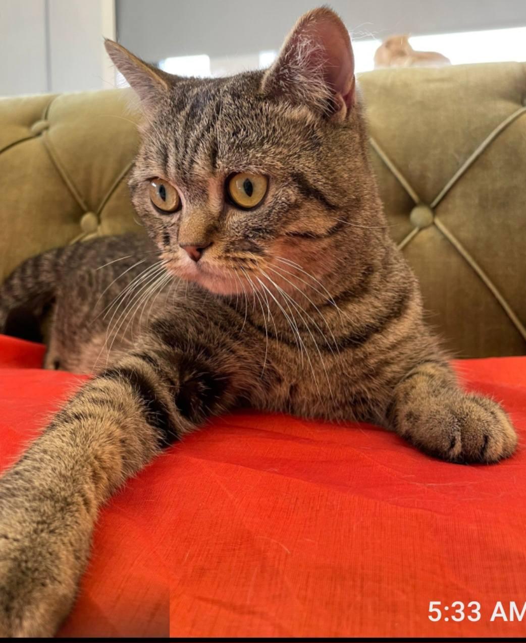 Enlarge Max, a Adoptable British Shorthair in Snow Hill, MD image 4/6