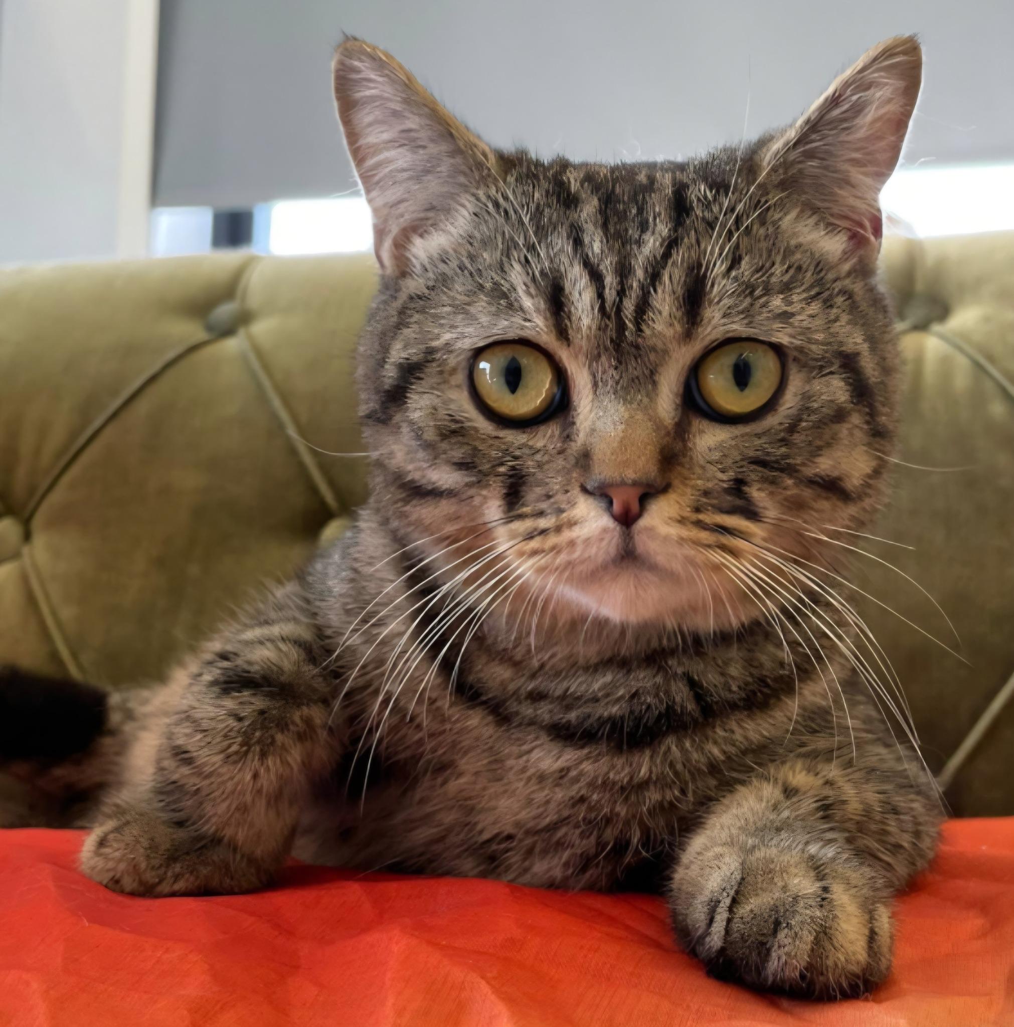 Enlarge Max, a Adoptable British Shorthair in Snow Hill, MD image 6/6
