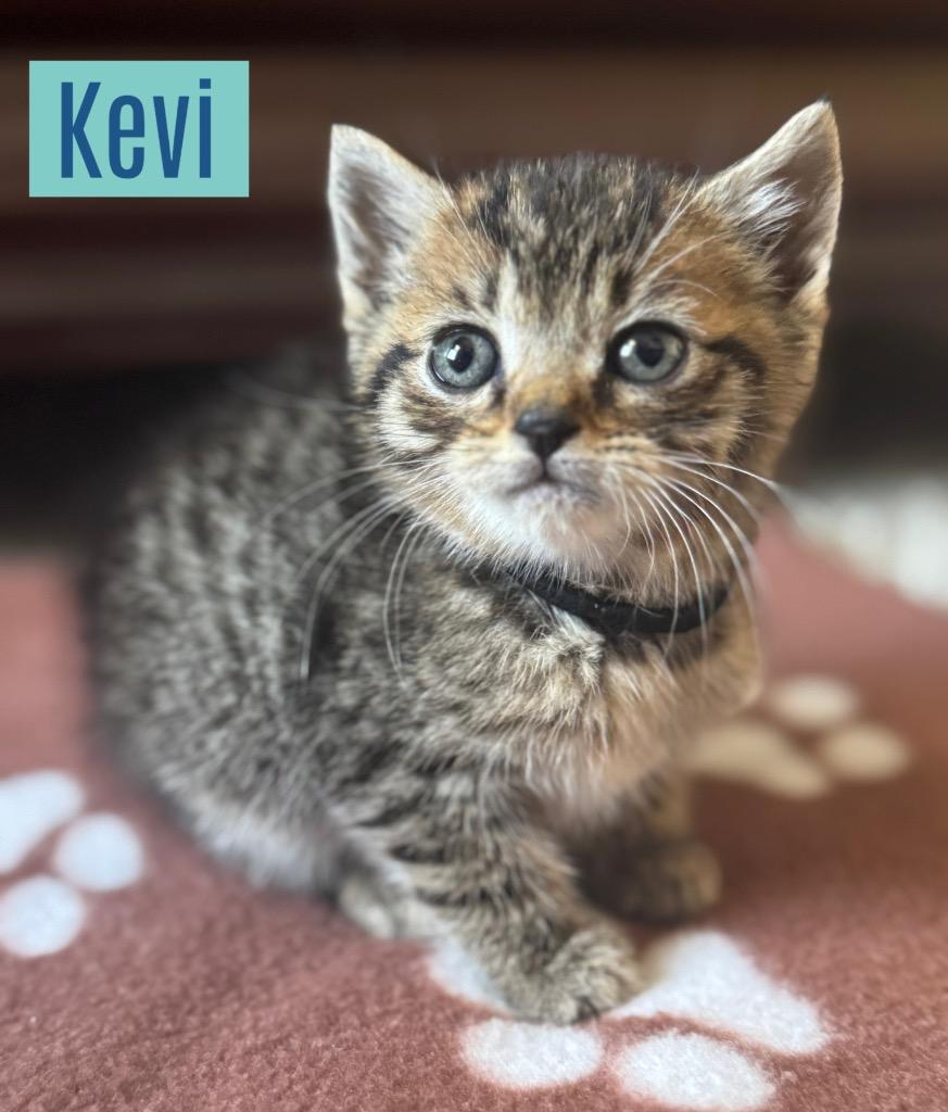 Kevi, Adoptable, Kitten Male Domestic Short Hair.