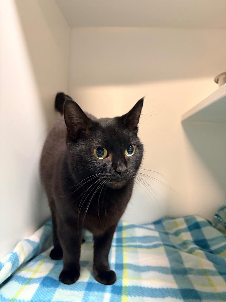 Sarah, Adoptable, Adult Female Domestic Short Hair.
