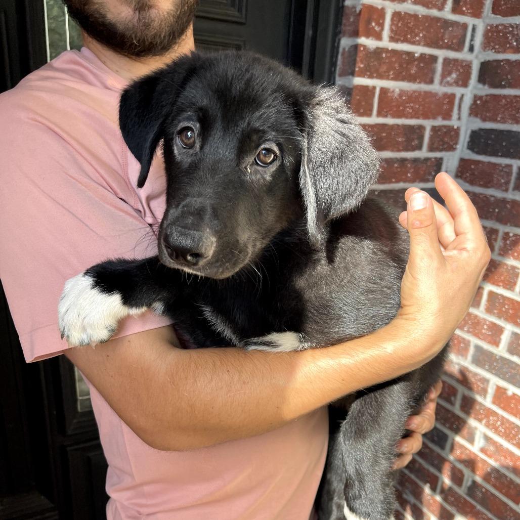 Onyx, Adoptable, Puppy Male German Shepherd Dog.
