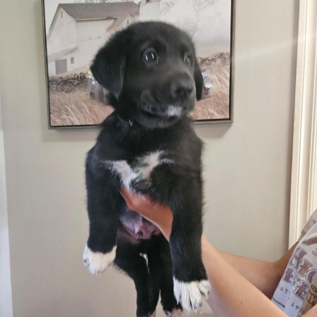 Onyx, a Adoptable German Shepherd Dog in Tulsa, OK image 2/5