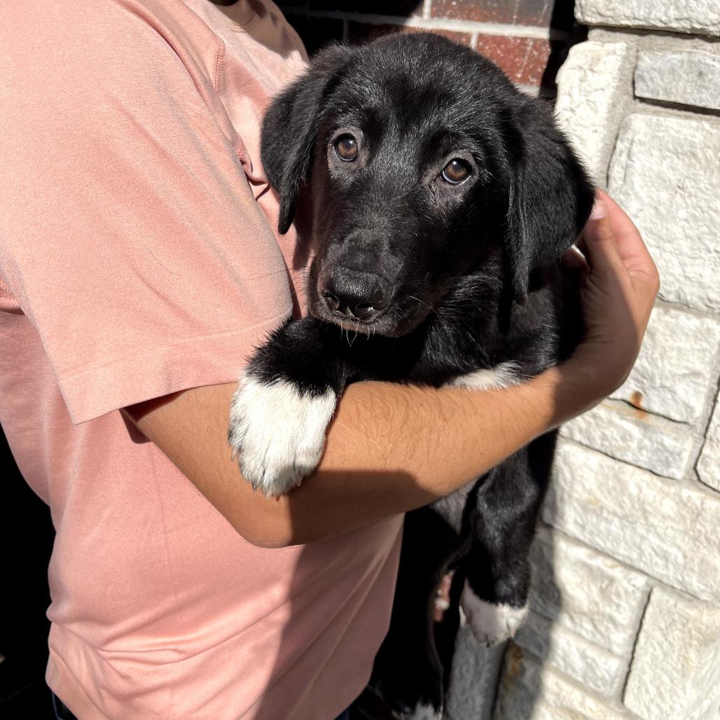 Onyx, a Adoptable German Shepherd Dog in Tulsa, OK image 3/5