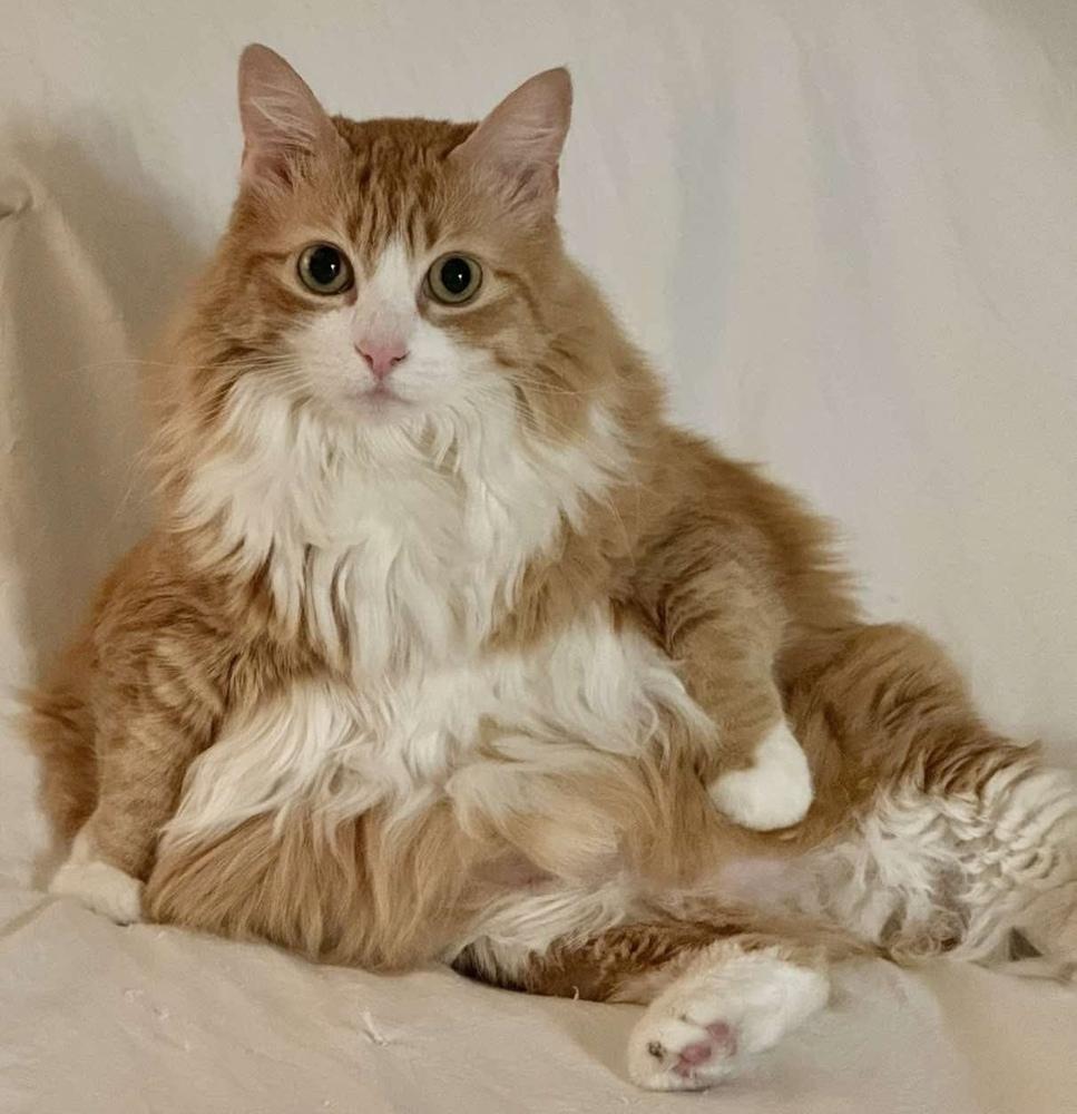 Enlarge Sassy, a Adoptable Domestic Long Hair in Panama City Beach, FL image 2/2