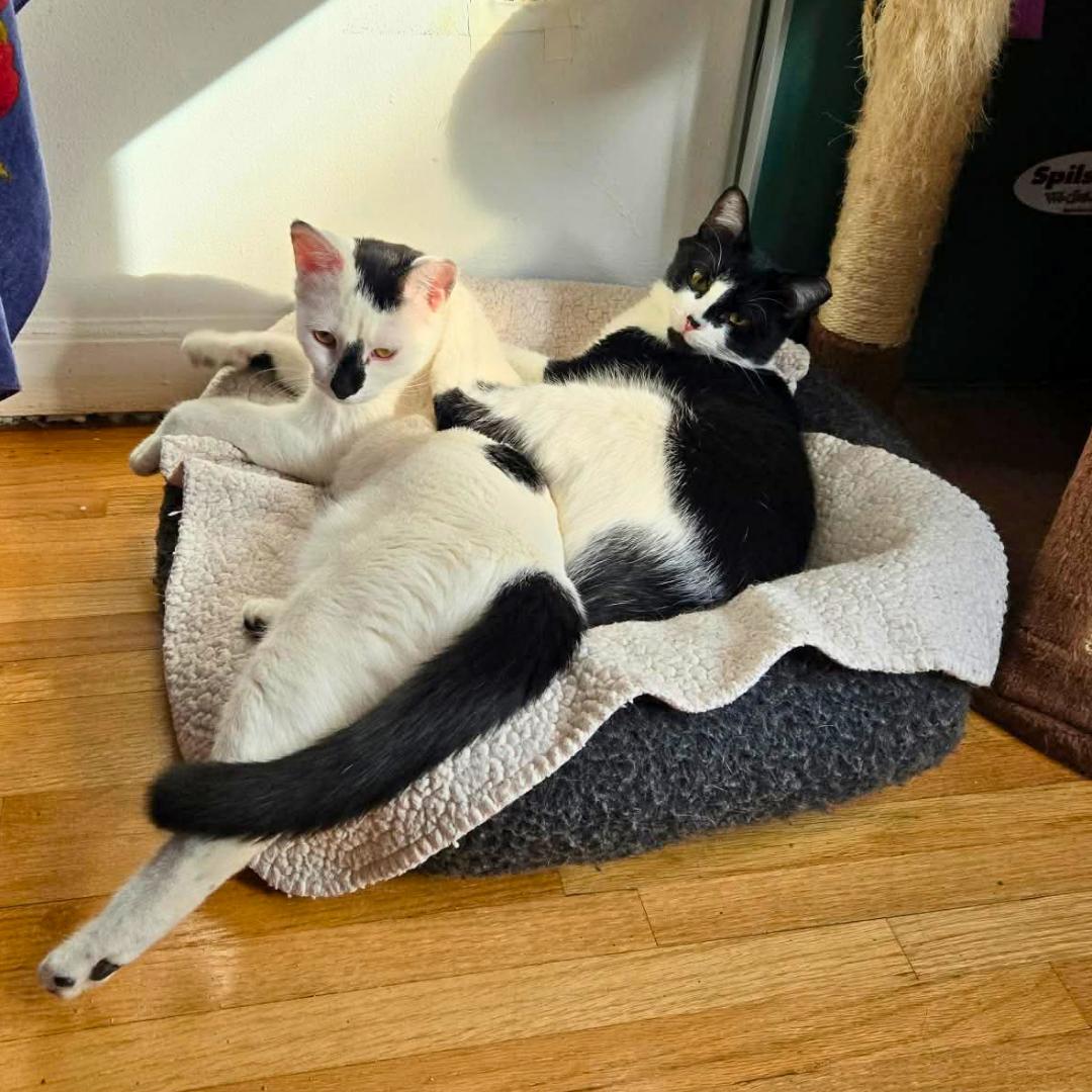 Daisy & Lily - Mama & Daughter Duo, a Adoptable Domestic Short Hair in Forest Hills, NY image 6/6
