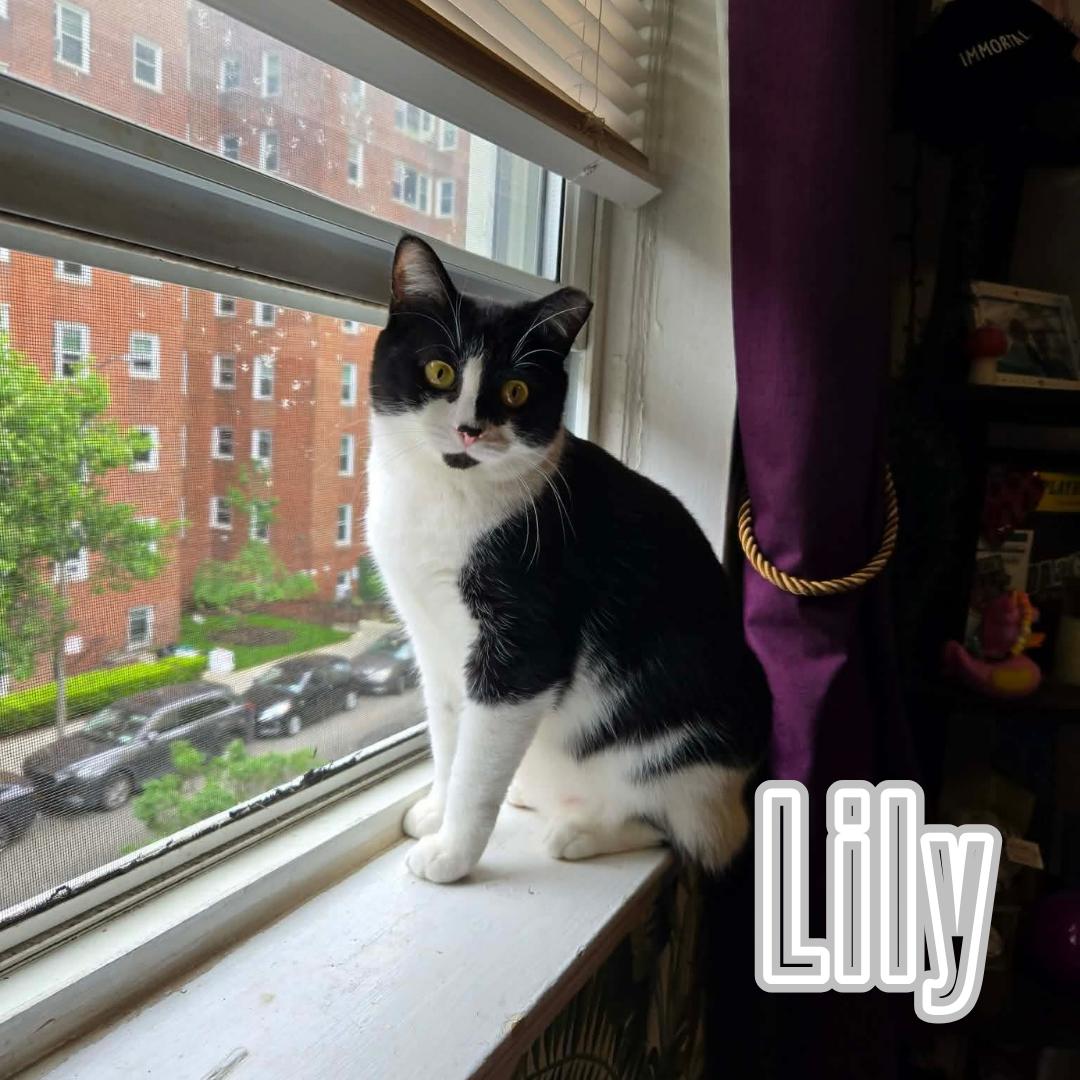 Daisy & Lily - Mama & Daughter Duo, a Adoptable Domestic Short Hair in Forest Hills, NY image 3/6