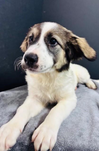 Hyacinth, adopted, Puppy Female Anatolian Shepherd & Mixed Breed.