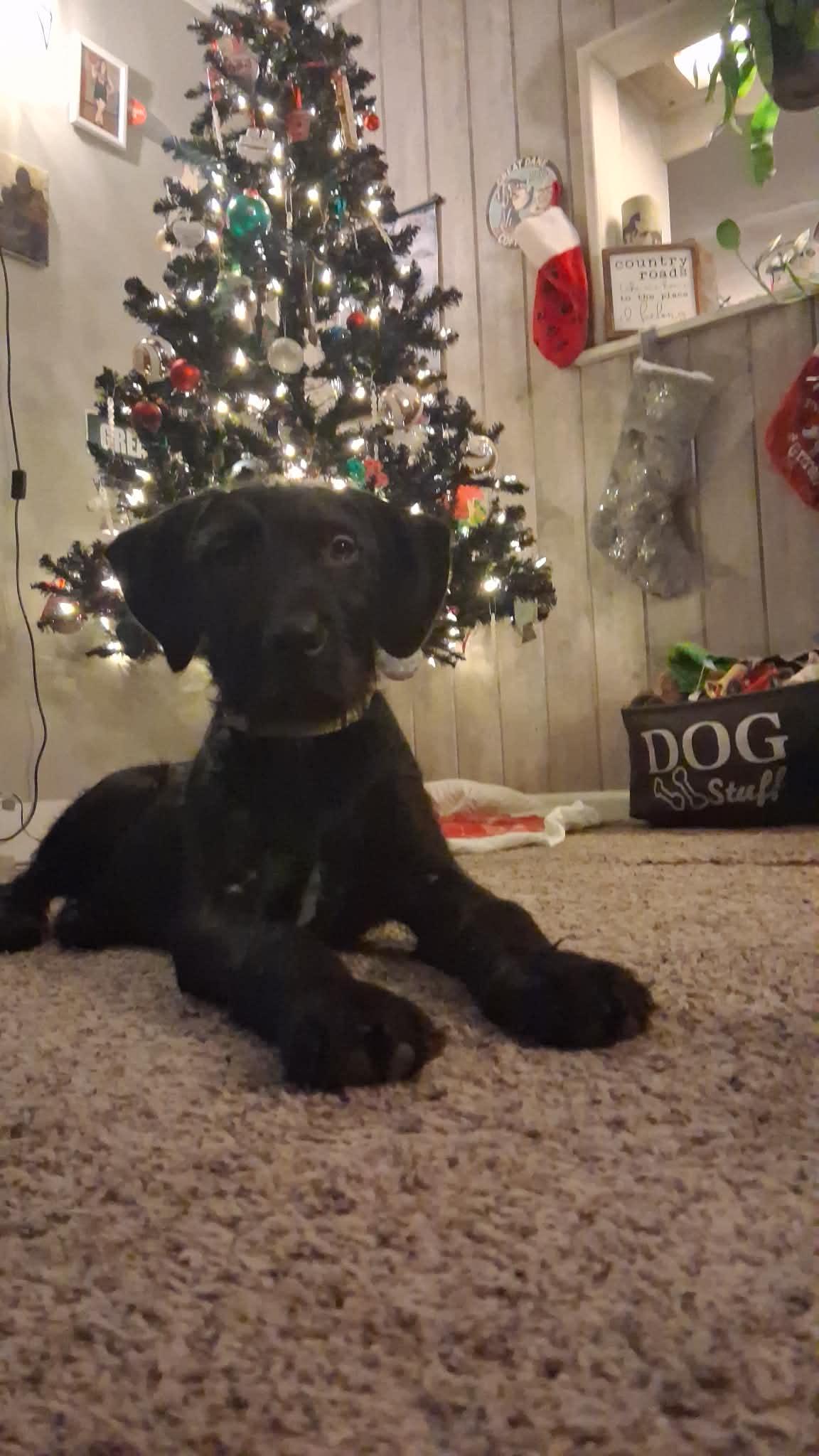 Duncan, ADOPTABLE, Puppy Male Schnauzer.