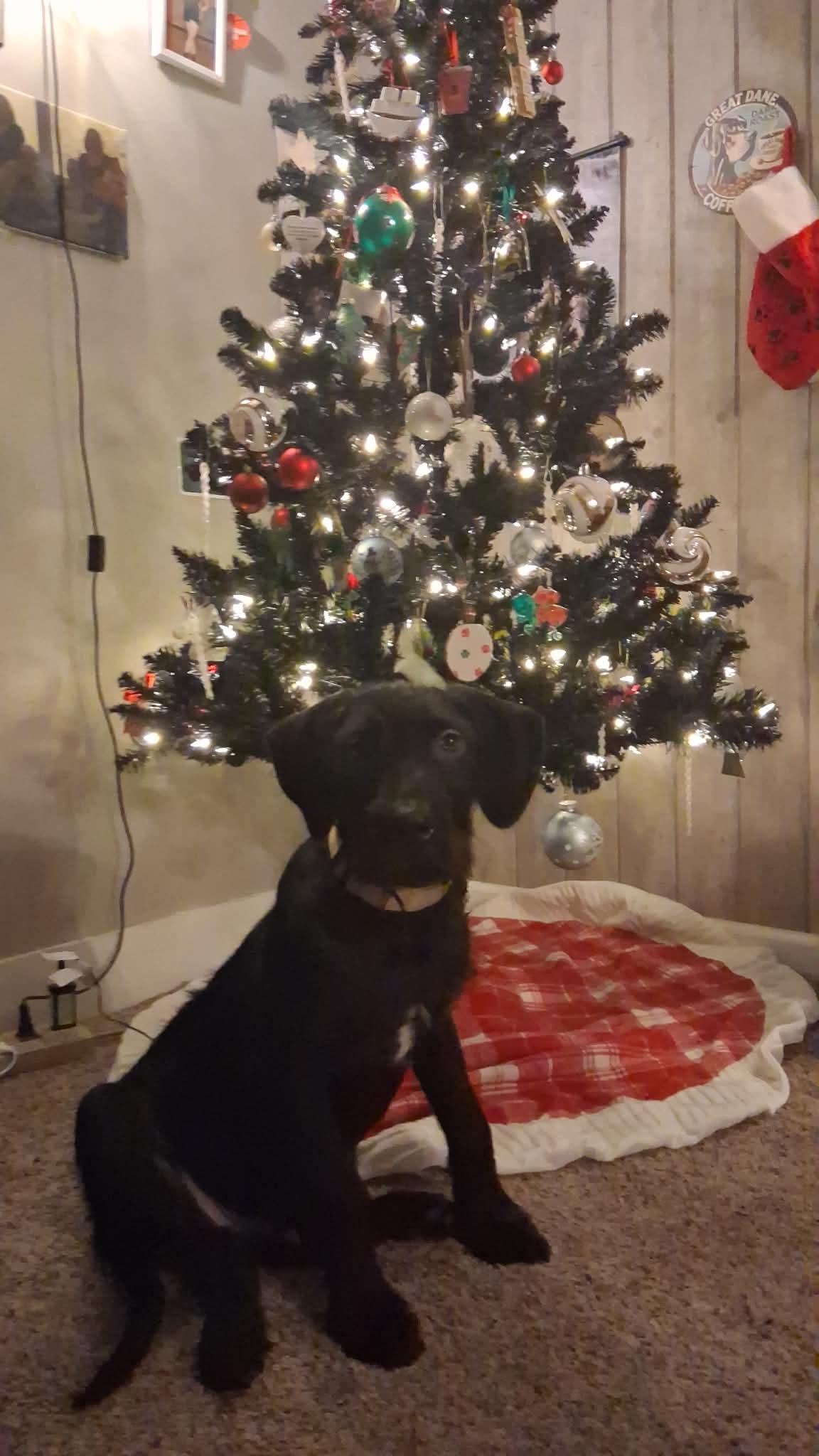 Duncan, a ADOPTABLE mixed breed in Grand Rapids, MI image 2/2