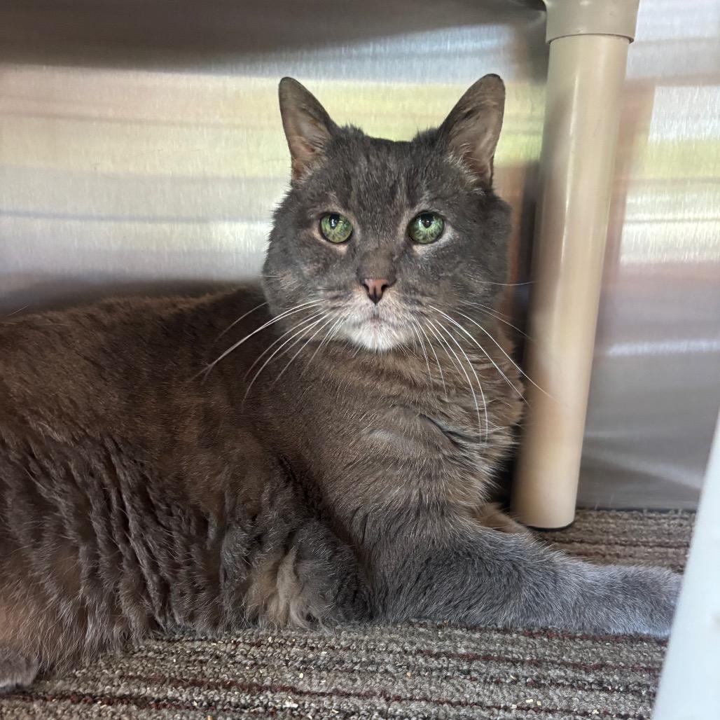 Shadow, Adoptable, Senior Male Domestic Short Hair.