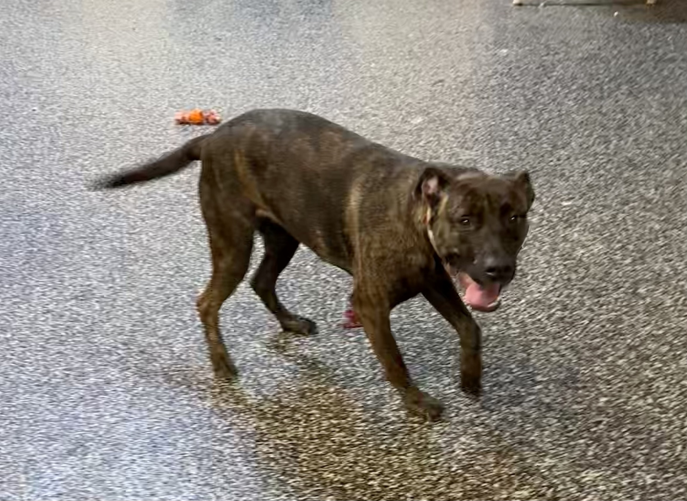 Enlarge Pina Colada, a Adoptable Mastiff in McKenzie, TN image 3/4