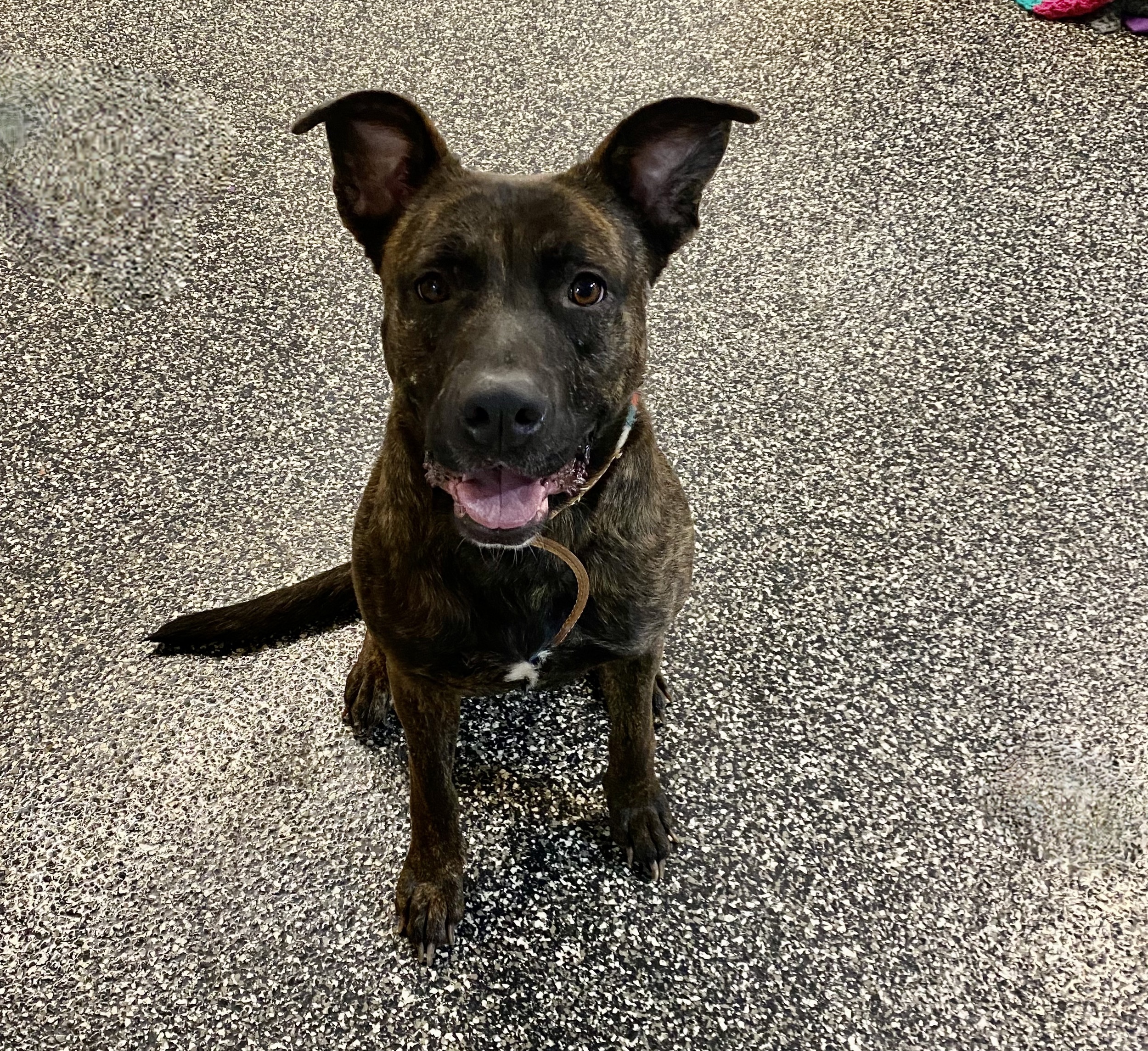 Pina Colada, Adoptable, Adult Female Mastiff.