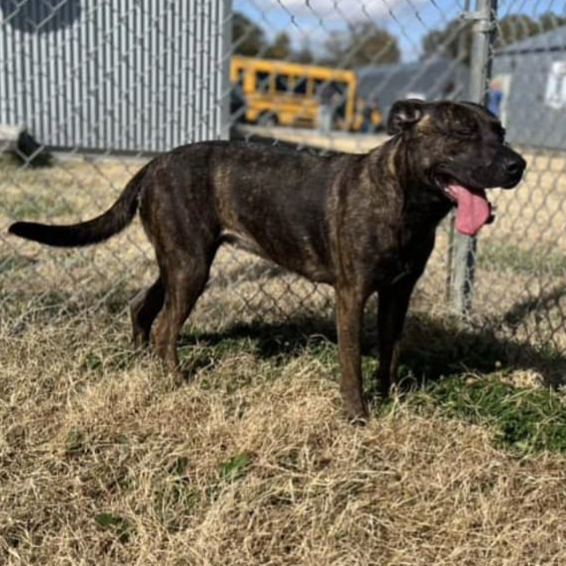 Enlarge Pina Colada, a Adoptable Mastiff in McKenzie, TN image 2/4