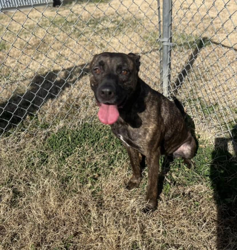 Enlarge Pina Colada, a Adoptable Mastiff in McKenzie, TN image 4/4