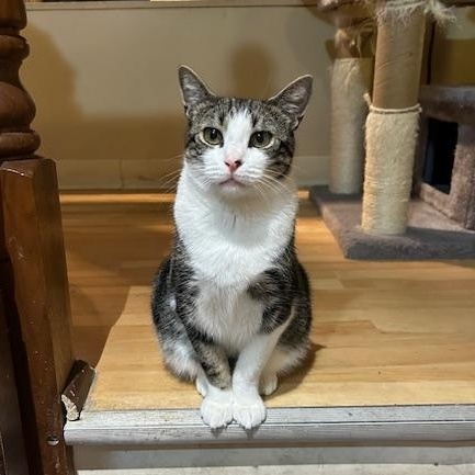 Enlarge Ainsley, a Adoptable Domestic Short Hair in East Brunswick, NJ image 3/6