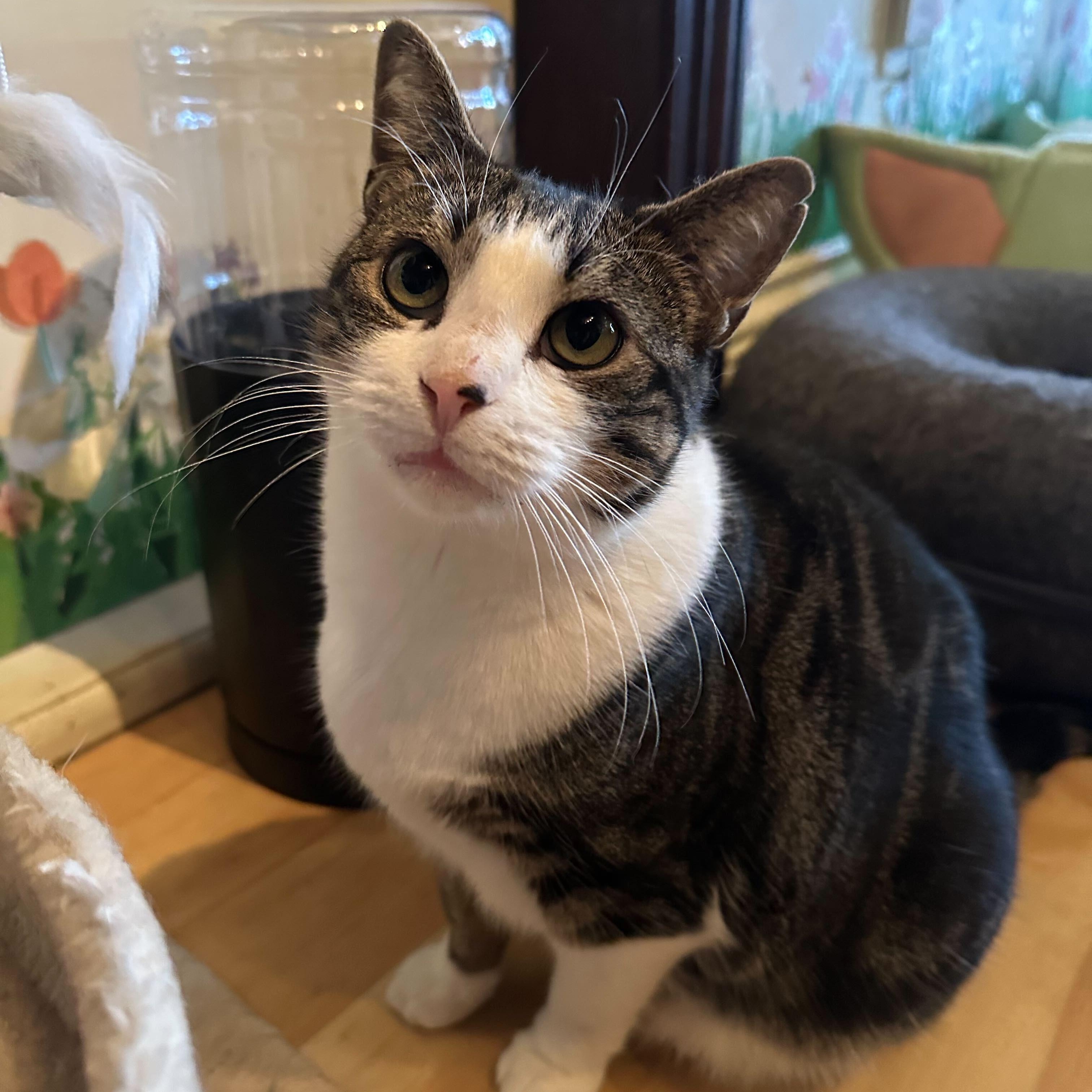 Enlarge Ainsley, a Adoptable Domestic Short Hair in East Brunswick, NJ image 1/6