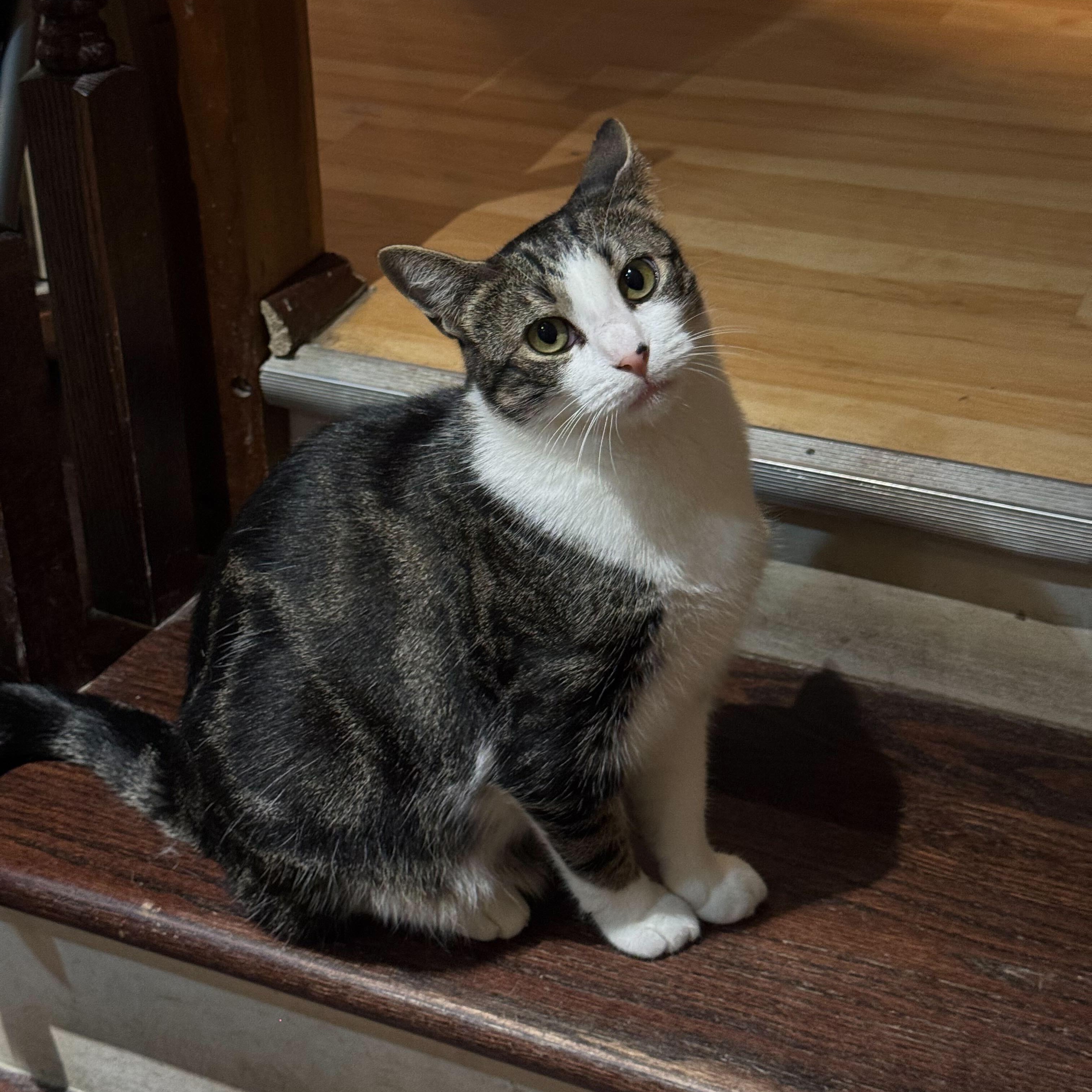 Enlarge Ainsley, a Adoptable Domestic Short Hair in East Brunswick, NJ image 4/6