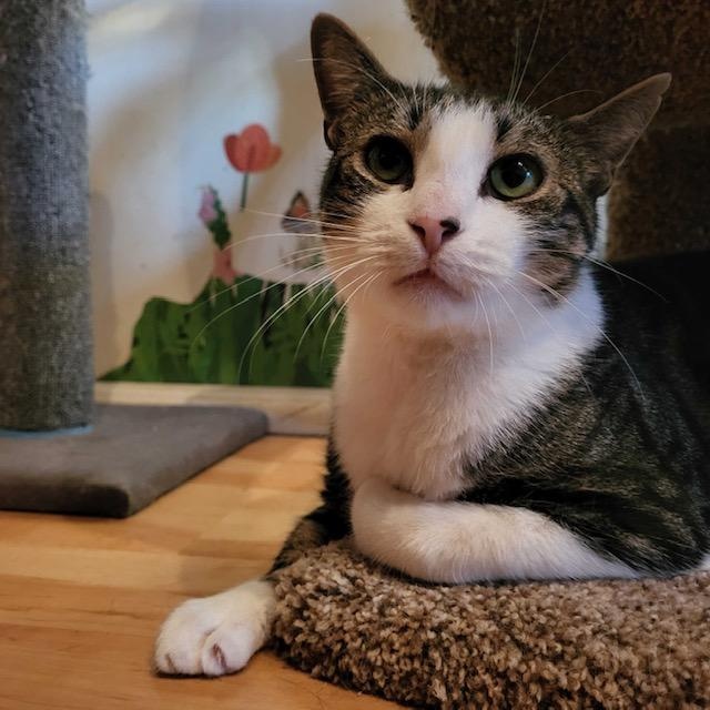 Enlarge Ainsley, a Adoptable Domestic Short Hair in East Brunswick, NJ image 5/6