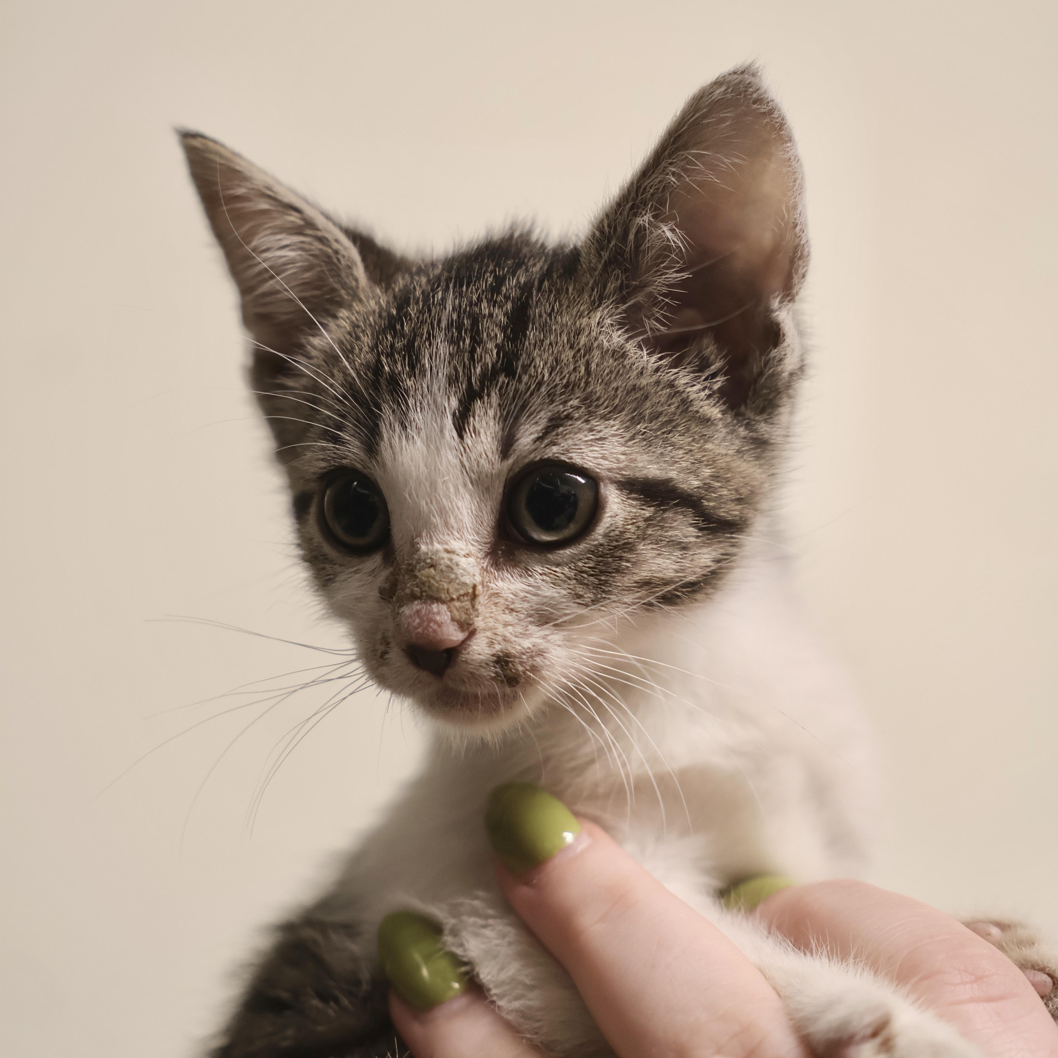 Enlarge Egg, an adopted mixed breed in Briarcliff Manor, NY image 1/1