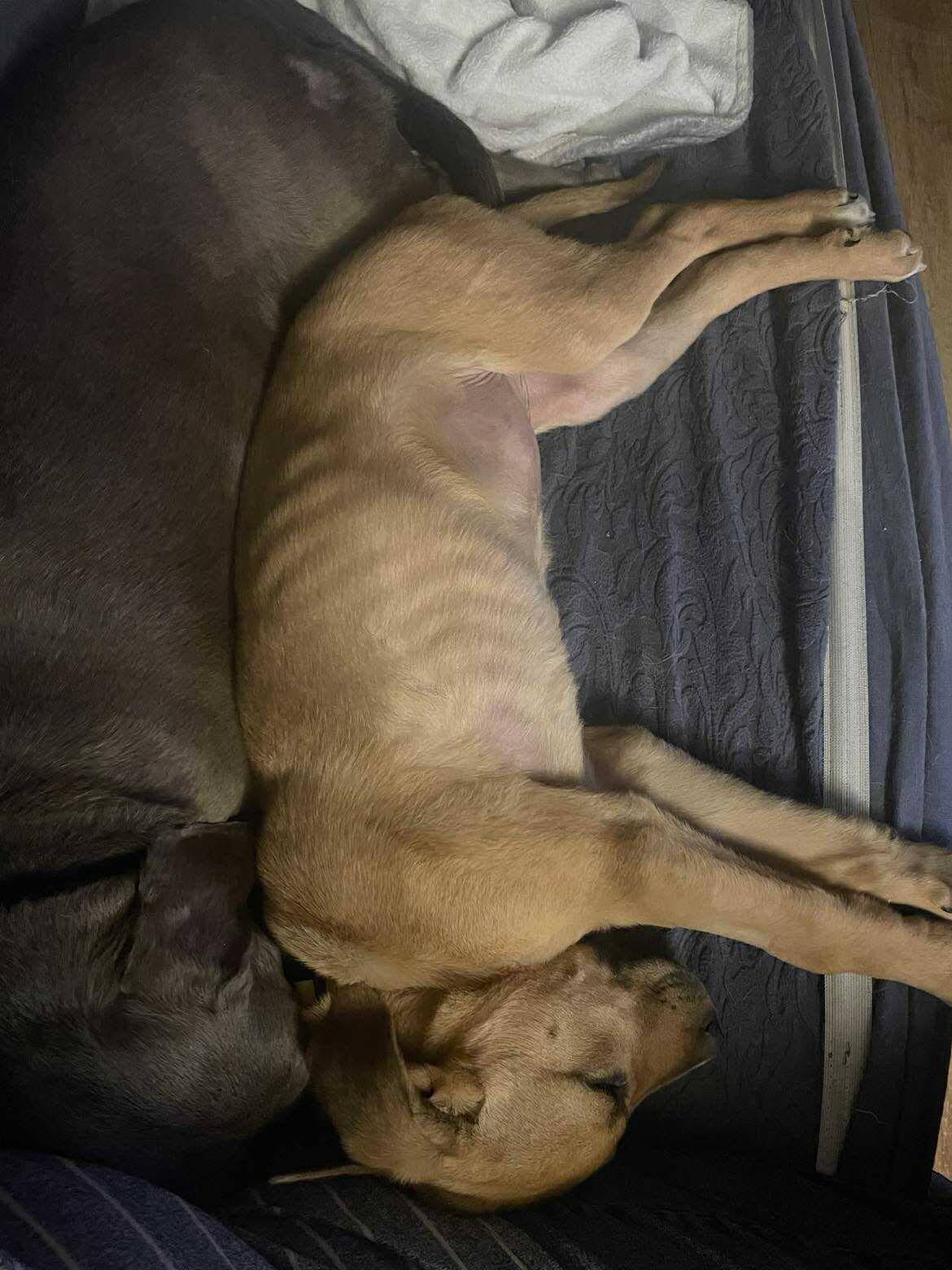 Georgia, a Adoptable mixed breed in Saskatoon, SK image 3/4