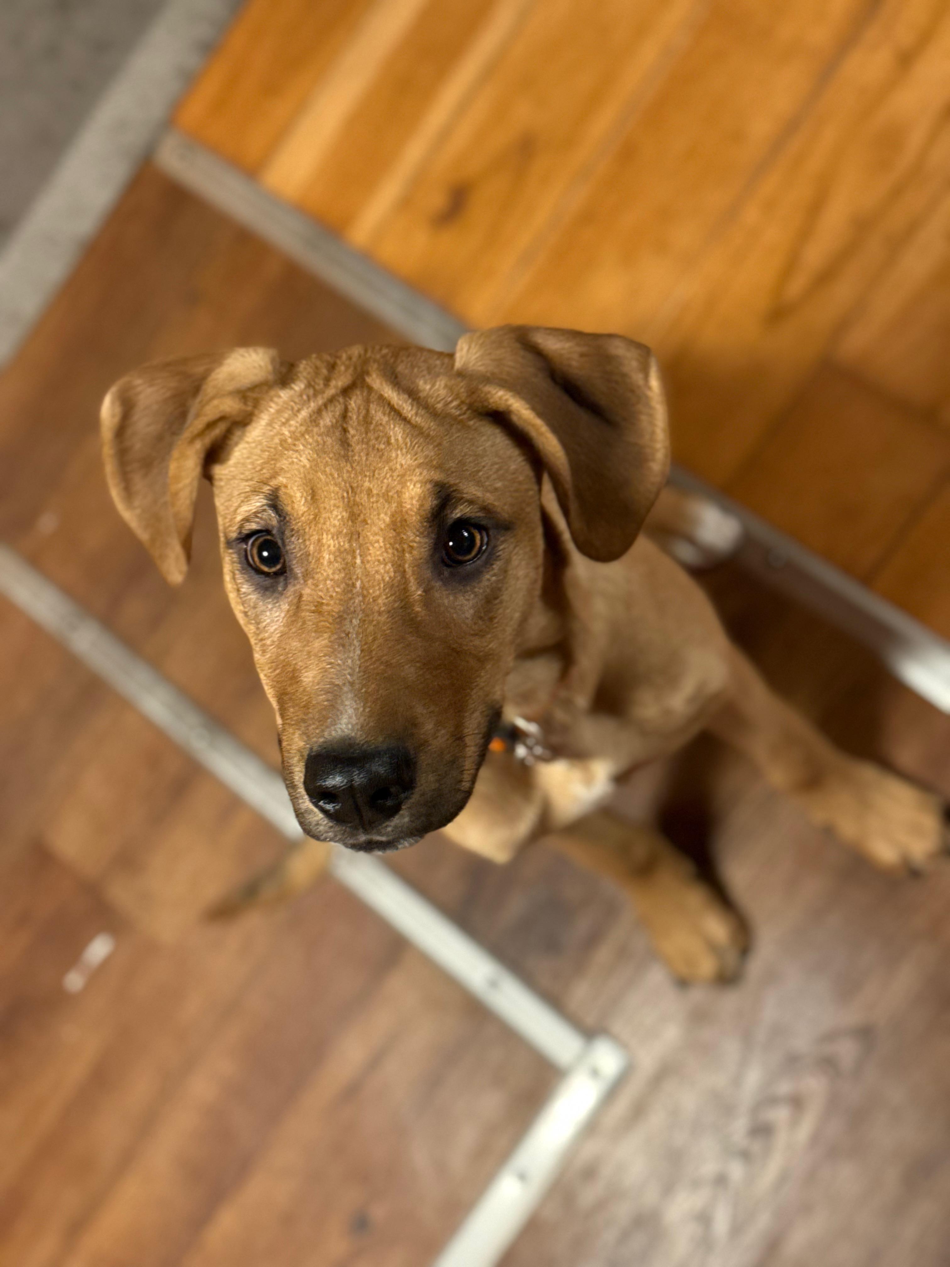 Georgia, Adoptable, Puppy Female Mixed Breed.