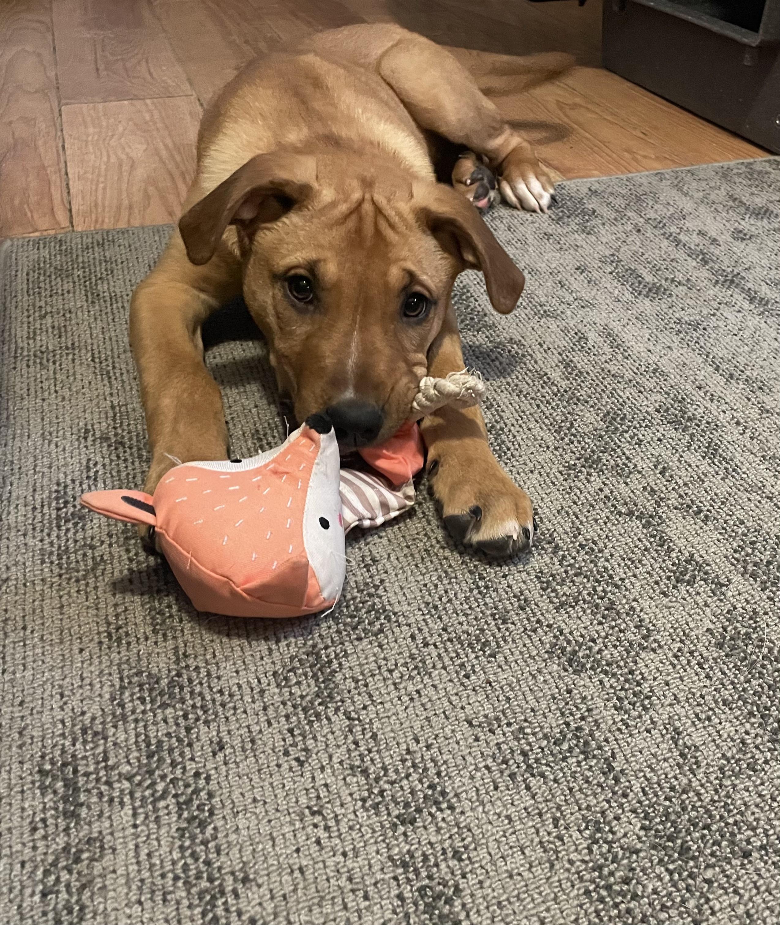 Georgia, a Adoptable mixed breed in Saskatoon, SK image 2/4
